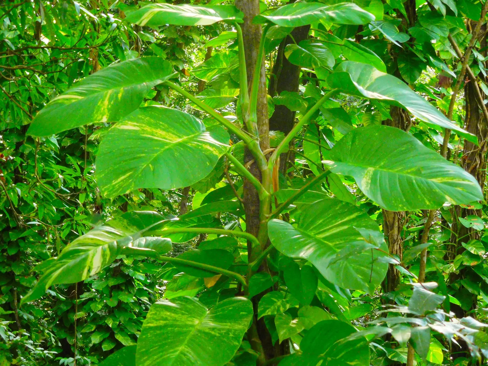 Pothos (Epipremnum Aureum) — This plant's forgiving nature is perfect for clients who may not be regular gardeners.<br><br>In terms of size, image 143