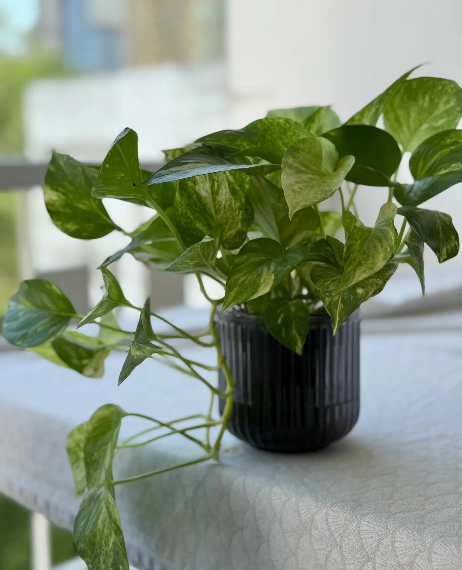 Pothos (Epipremnum Aureum) — commonly referred to as Pothos or Devil's Ivy; pothos (Epipremnum aureum), a versatile trailing evergreen, is a staple, image 44