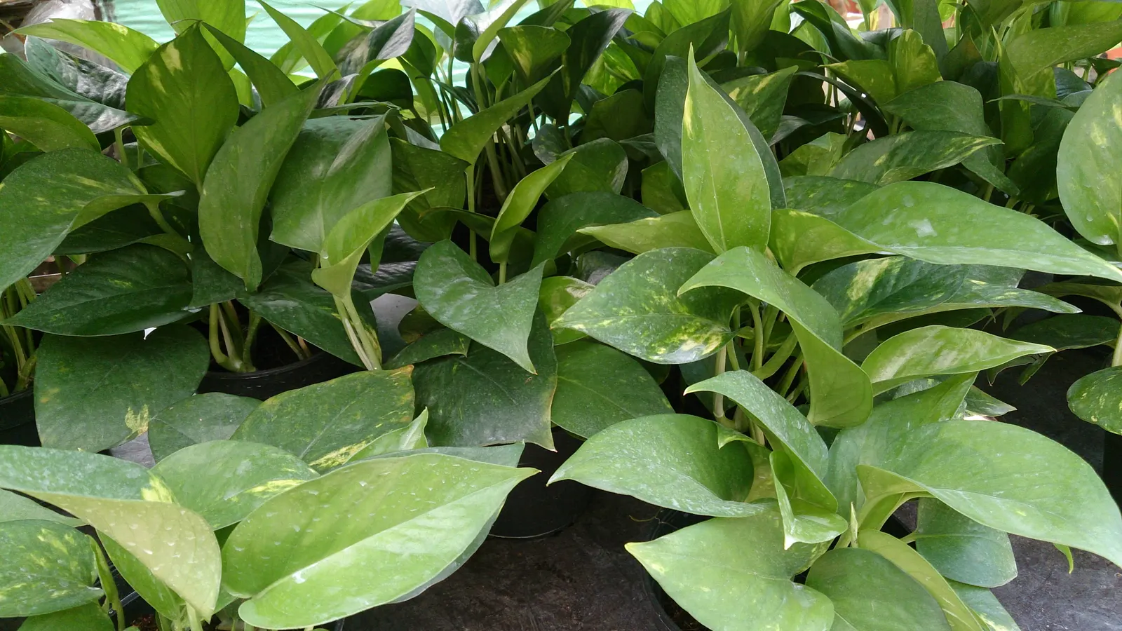 Pothos (Epipremnum Aureum) — which makes it exceptionally accommodating in a variety of landscape designs; this hardy species can grow vines over, image 142