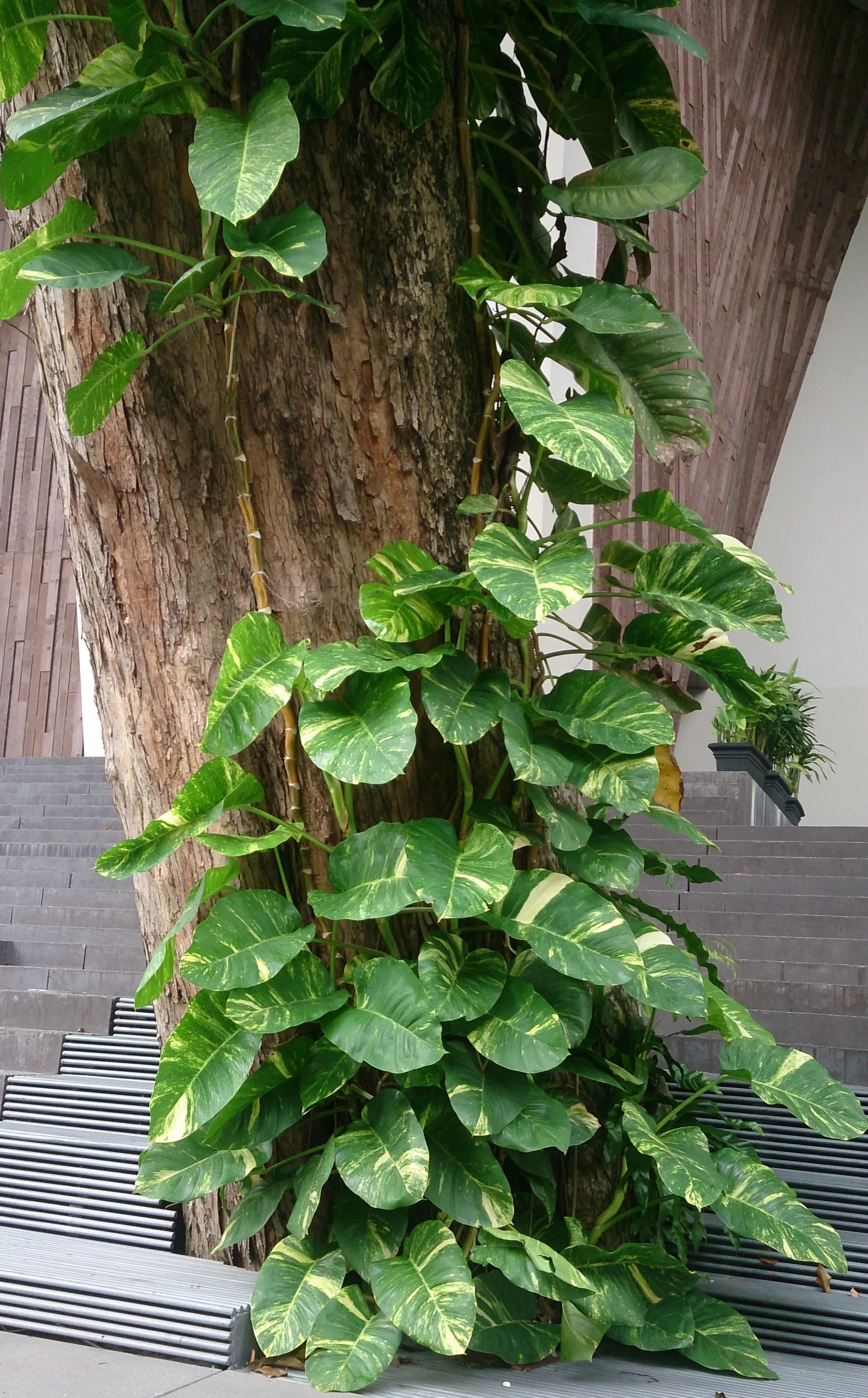 Pothos (Epipremnum Aureum) — is a versatile and hardy evergreen vine renowned for its attractive; heart-shaped leaves which often feature, image 140