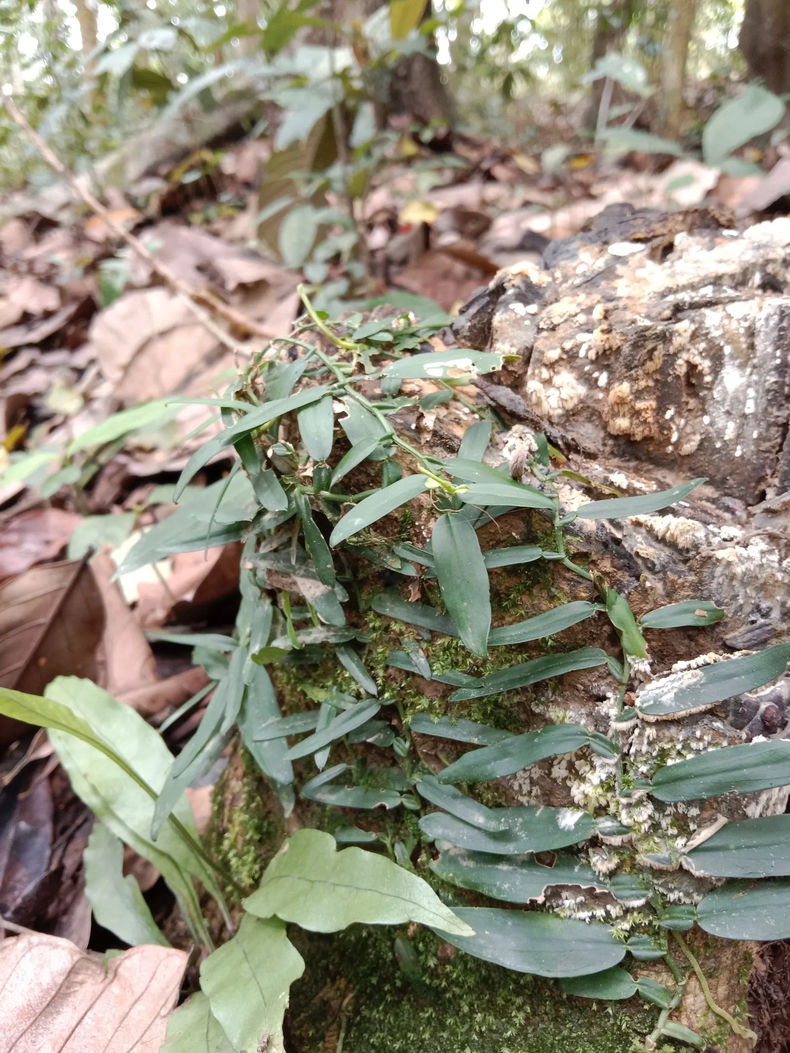 Pothos (Epipremnum Aureum) — Pothos (Epipremnum aureum), a versatile trailing evergreen, is a staple for indoor spaces; it prefers well-draining, image 39