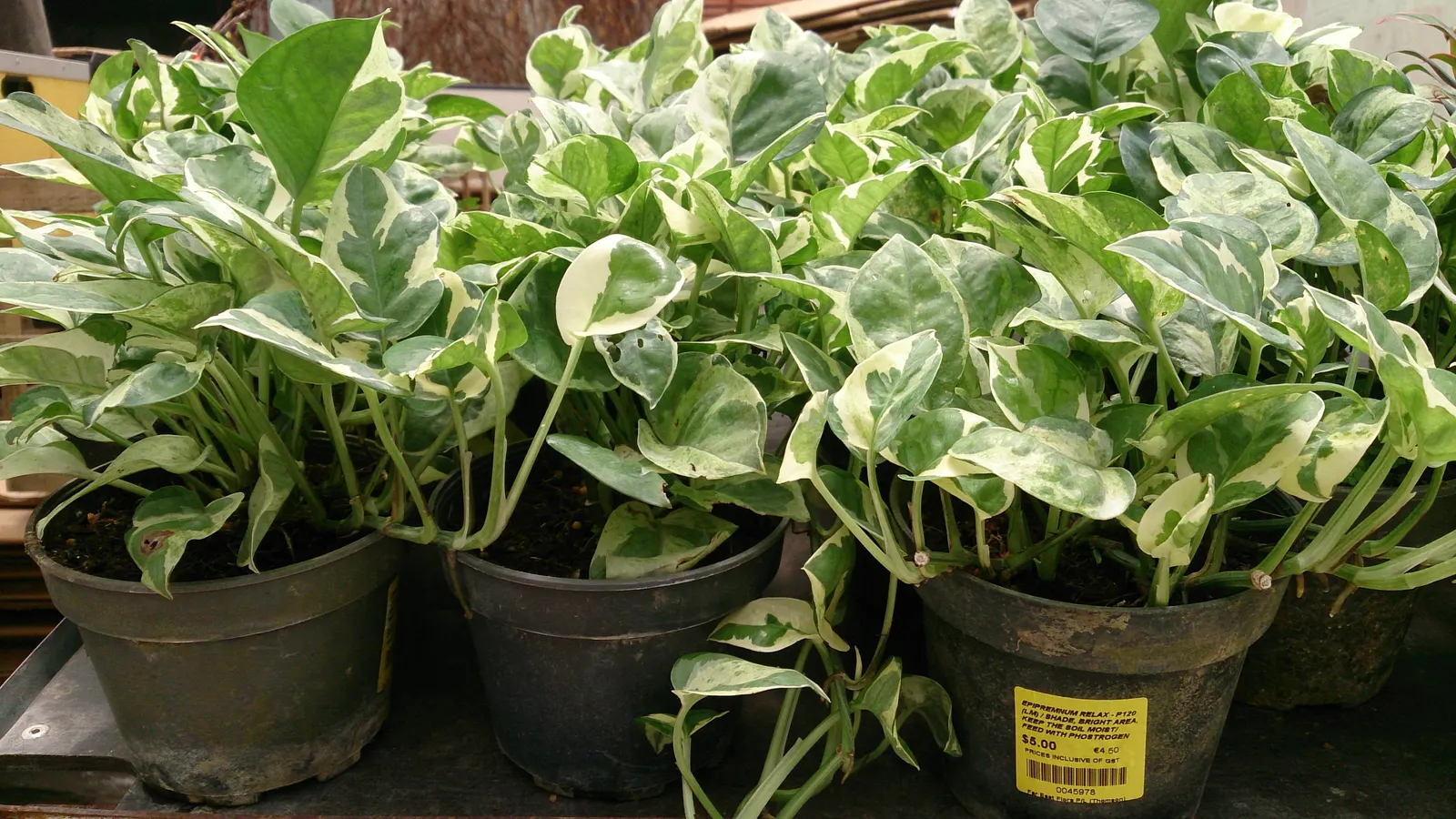 Pothos (Epipremnum Aureum) — or trained along trellises and walls; the Pothos can be utilized in hanging baskets, image 149
