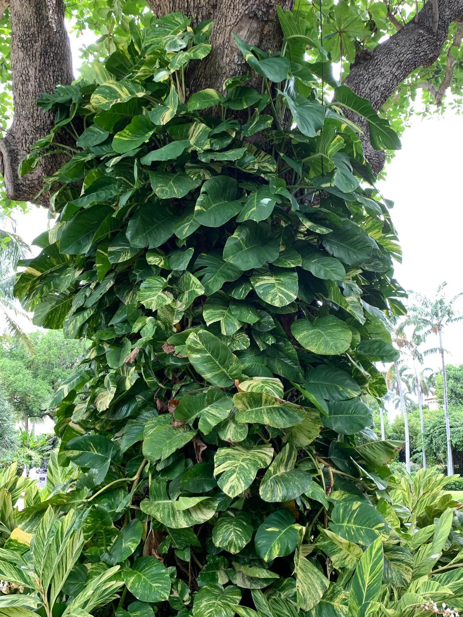 Pothos (Epipremnum Aureum) — heart-shaped leaves which often feature variegated patterns of yellow; as a ground cover in warm climates, image 141