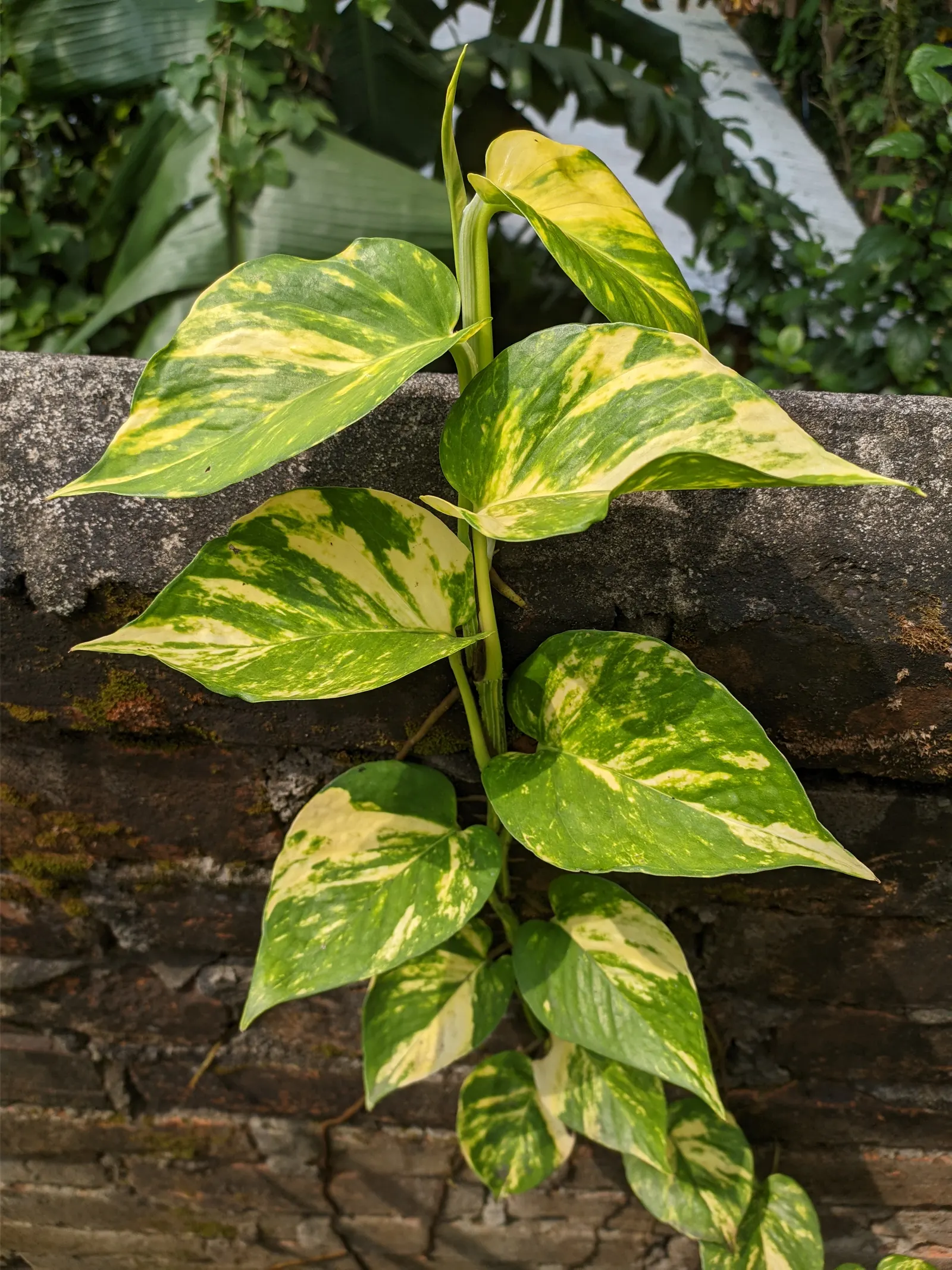Pothos (Epipremnum Aureum) — This hardy species can grow vines over 10 feet long under ideal conditions, but can be pruned for tidiness; green, image 136