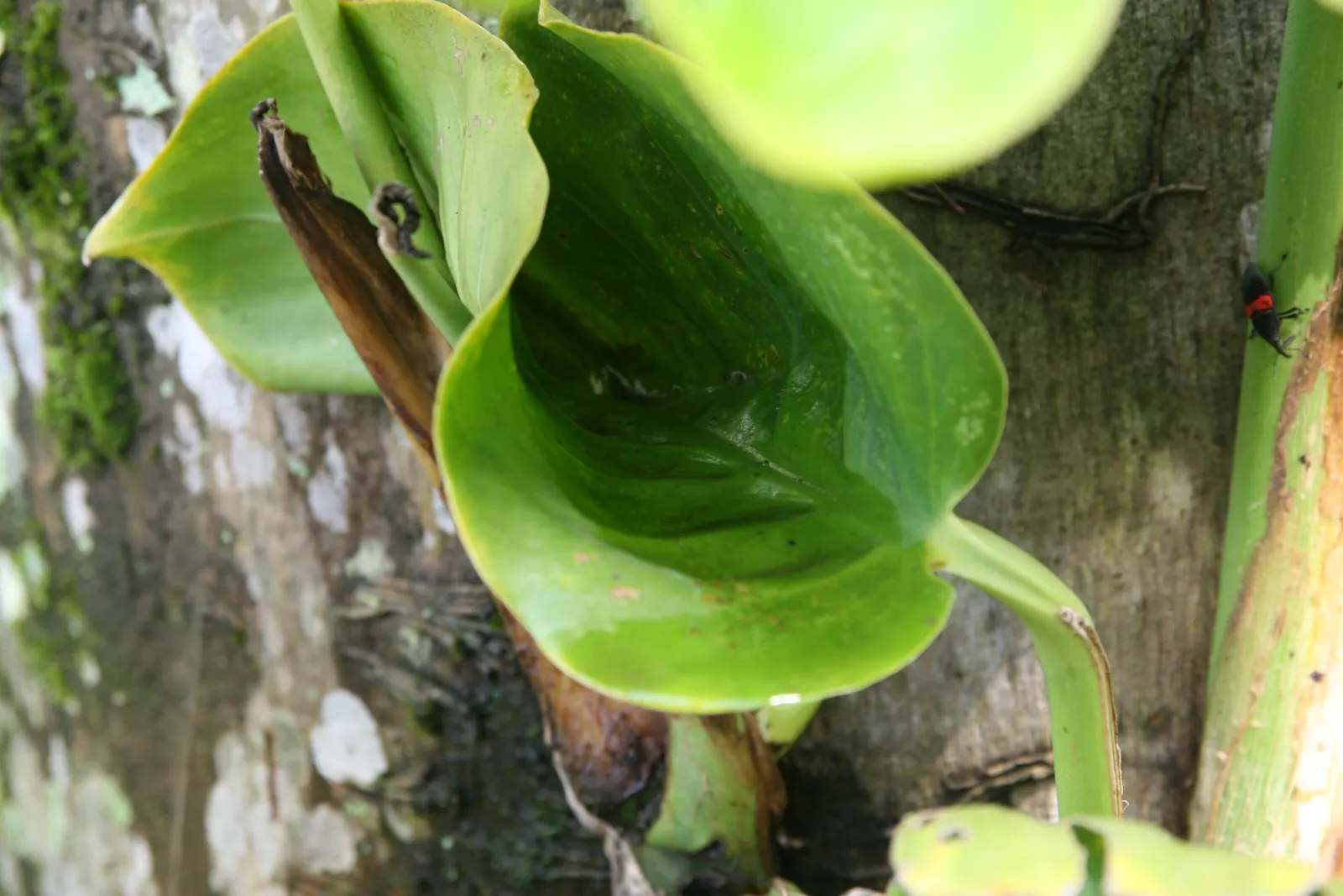 Pothos (Epipremnum Aureum) — With heart-shaped leaves marked by yellow or white variegation, it thrives in low-light; pothos can grow extensive, image 154