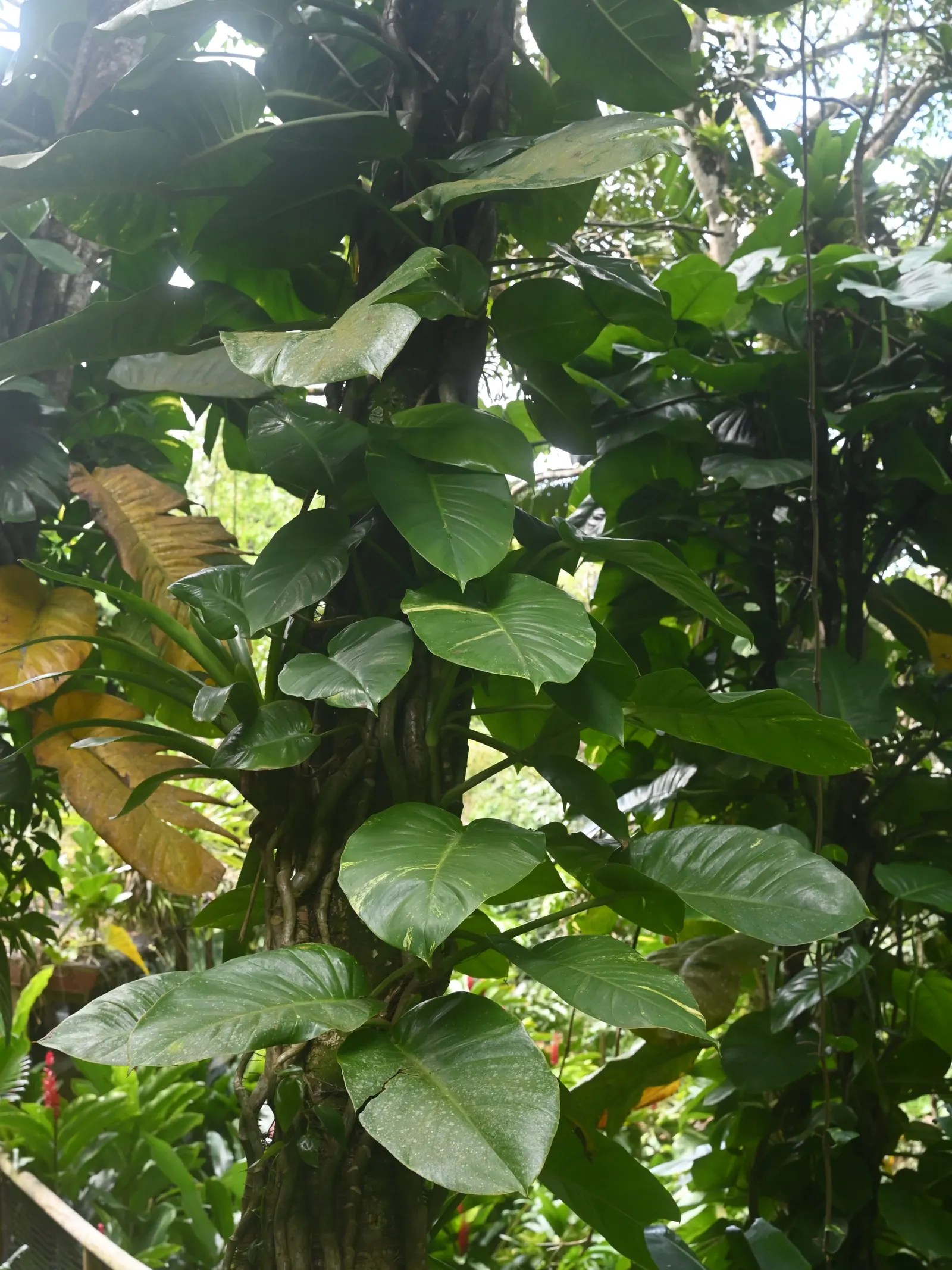Pothos (Epipremnum Aureum) — commonly referred to as Pothos or Devil's Ivy; pothos (Epipremnum aureum), a versatile trailing evergreen, is a staple, image 158