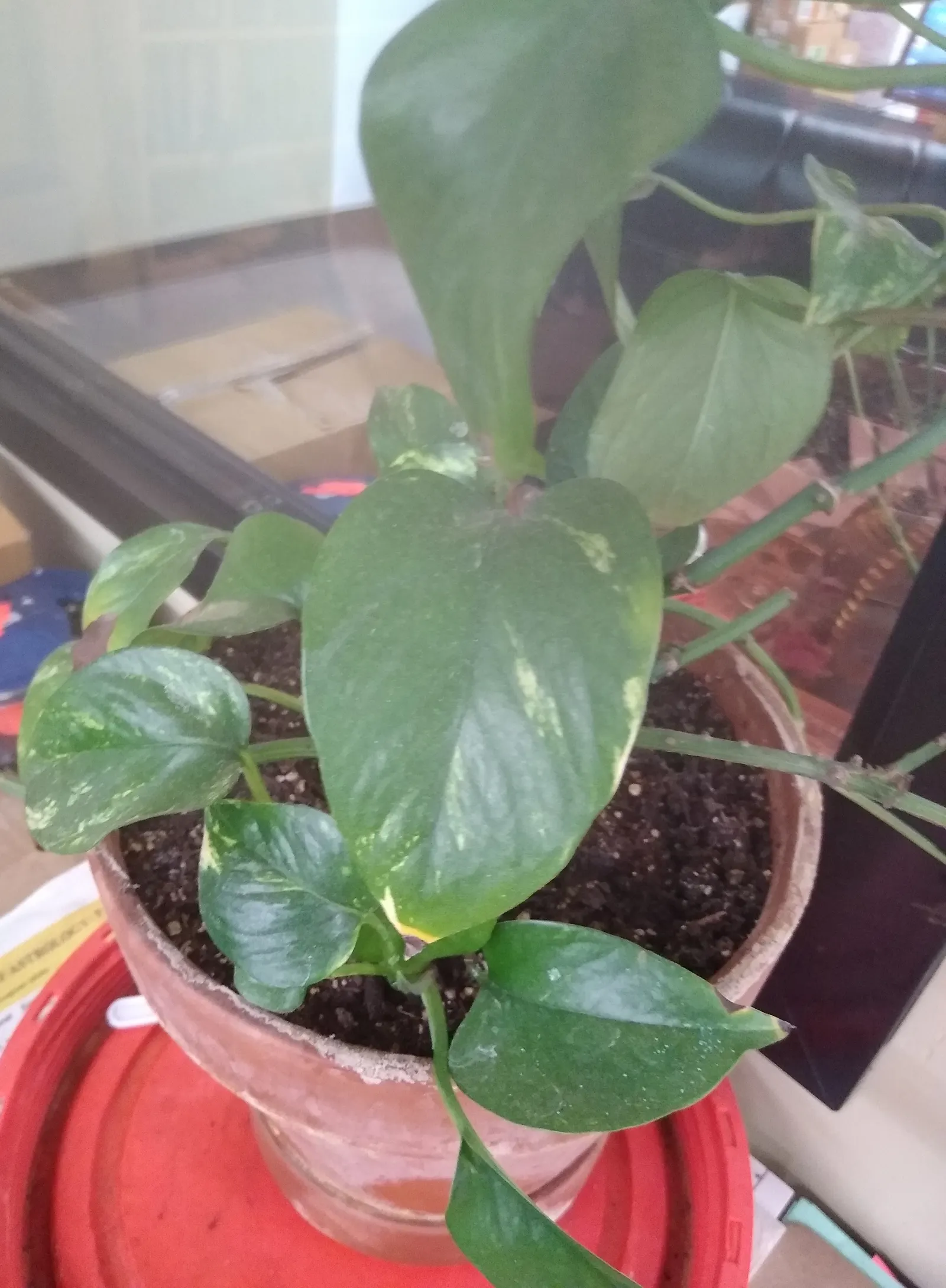 Pothos (Epipremnum Aureum) — with individual leaves reaching up to 4 to 8 inches in length; a perfect accent in hanging baskets or climbing on, image 145