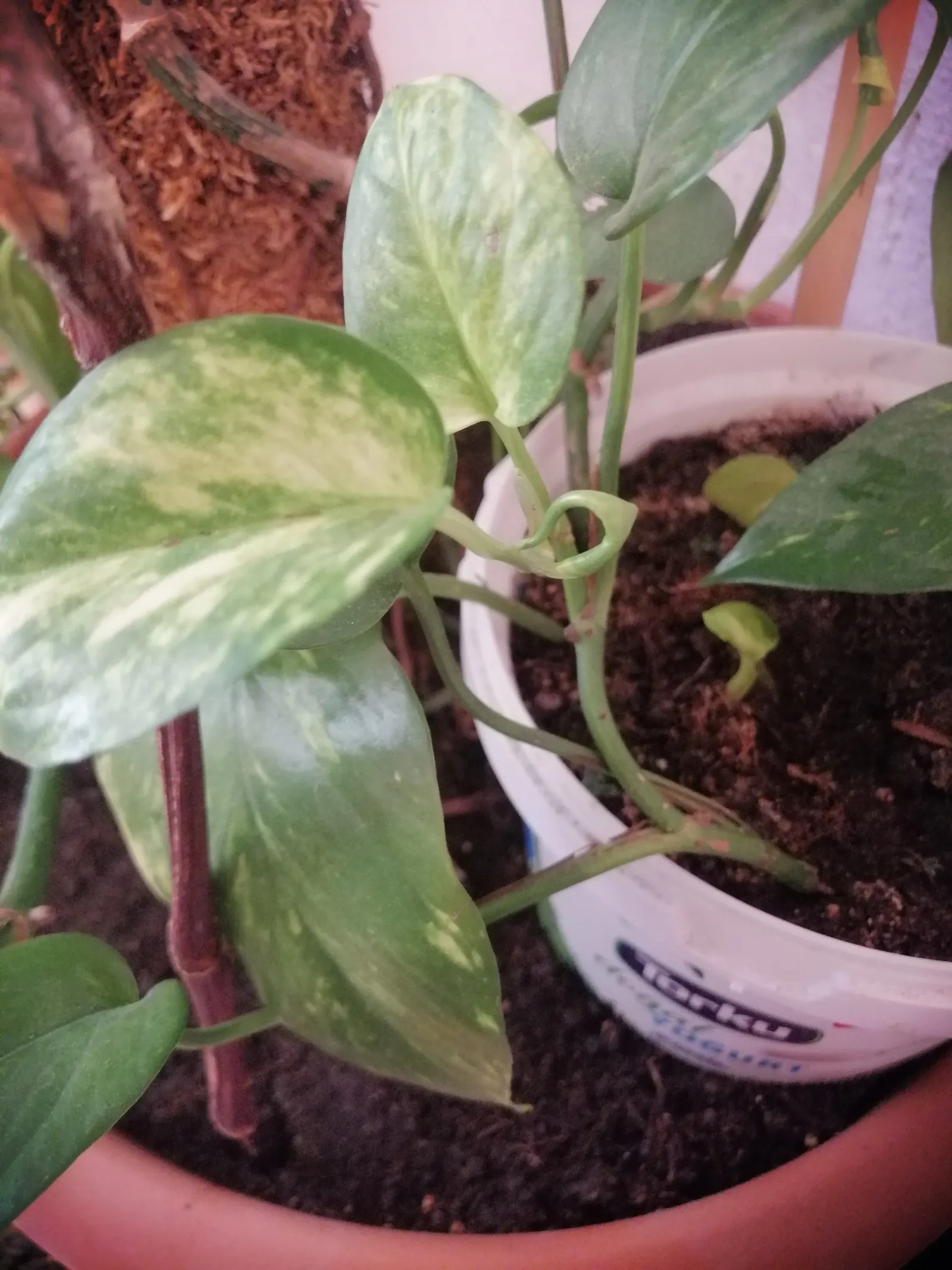 Pothos (Epipremnum Aureum) — It prefers well-draining soil and moderate watering, forgiving occasional neglect; commonly referred to as Pothos or, image 156