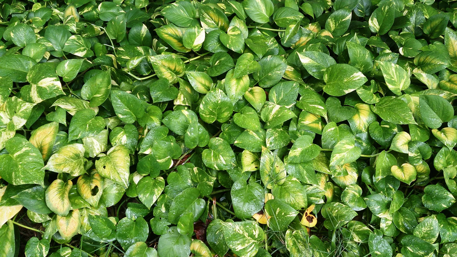 Pothos (Epipremnum Aureum) — A perfect accent in hanging baskets or climbing on structures when provided support; regular pruning can help maintain, image 138