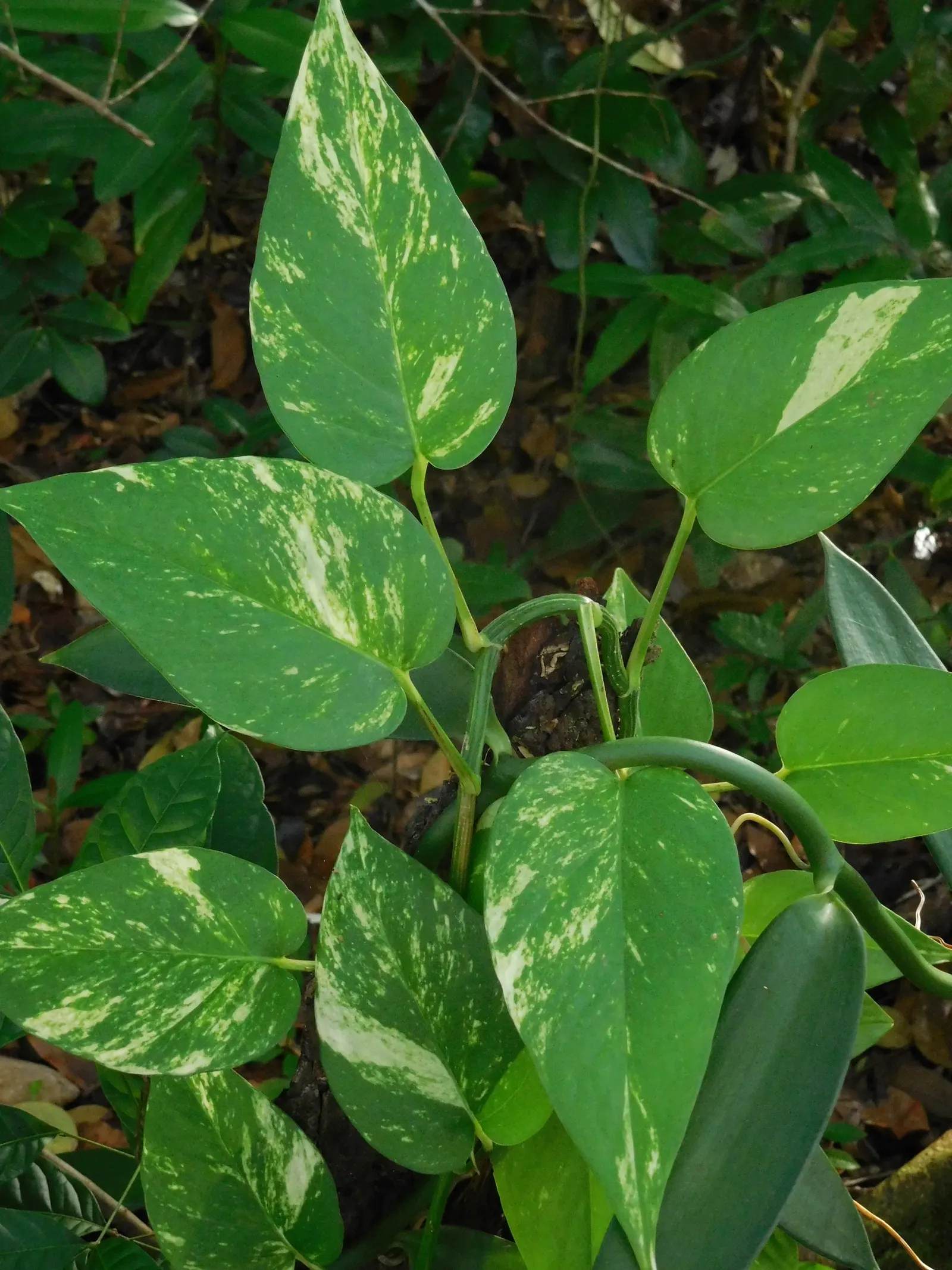 Pothos (Epipremnum Aureum) — or trained along trellises and walls; the Pothos can be utilized in hanging baskets, image 130