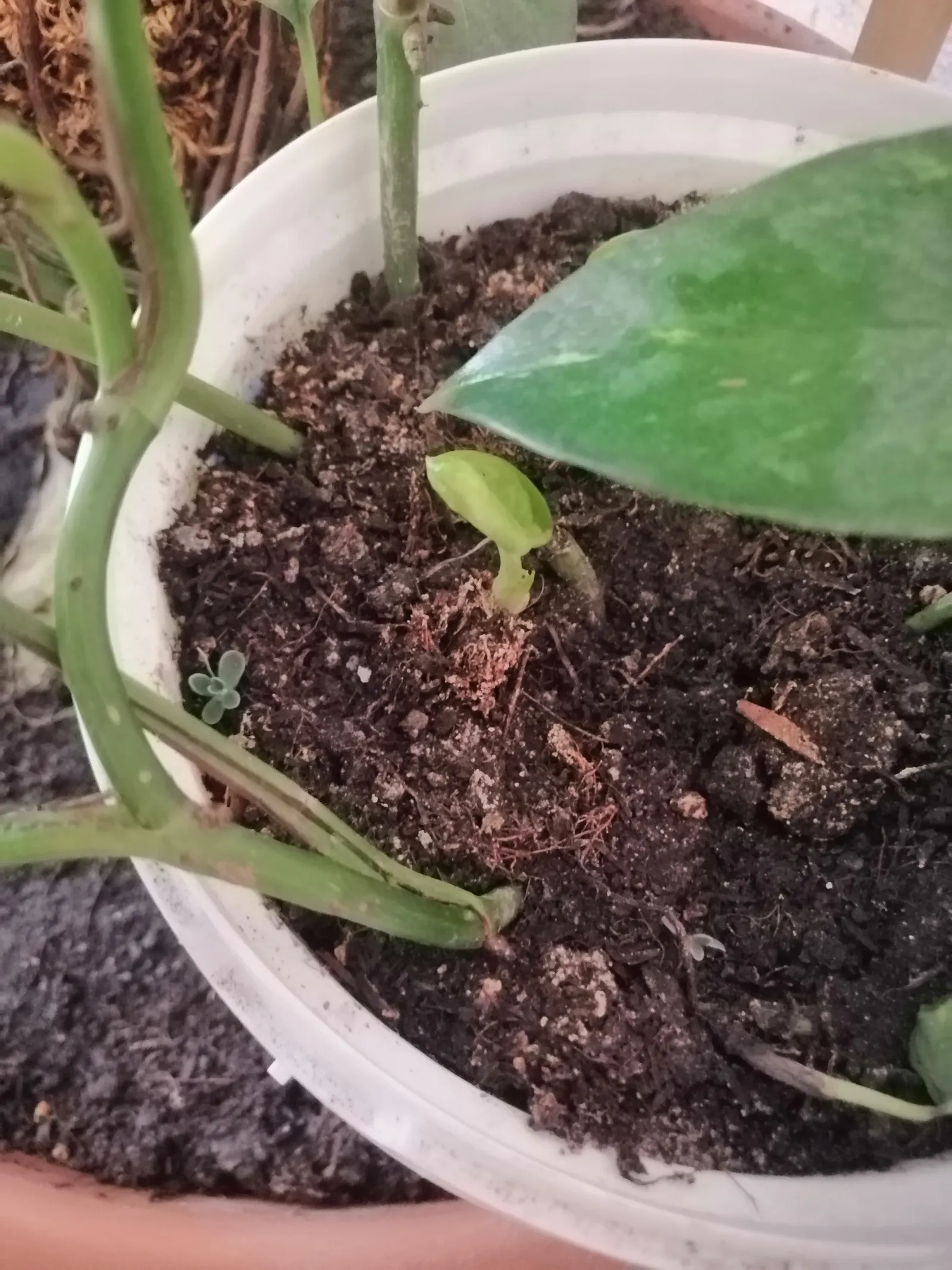 Pothos (Epipremnum Aureum) — as a ground cover in warm climates; is a versatile and hardy evergreen vine renowned for its attractive, image 148