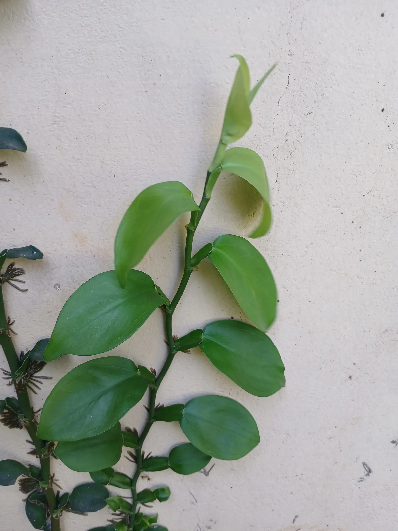 Pothos (Epipremnum Aureum) — is a versatile and hardy evergreen vine renowned for its attractive; heart-shaped leaves which often feature, image 45