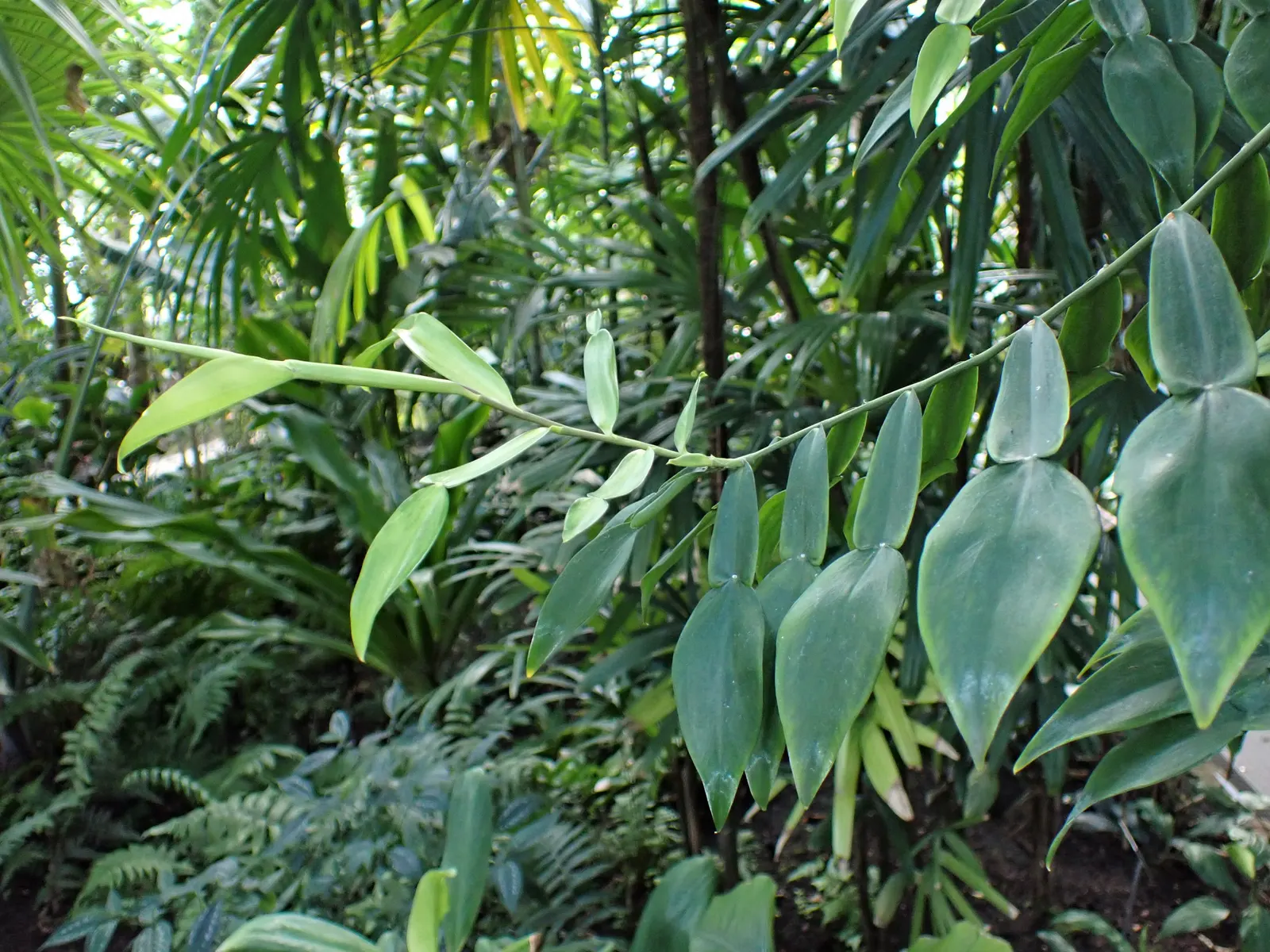 Pothos (Epipremnum Aureum) — With heart-shaped leaves marked by yellow or white variegation, it thrives in low-light; pothos can grow extensive, image 40