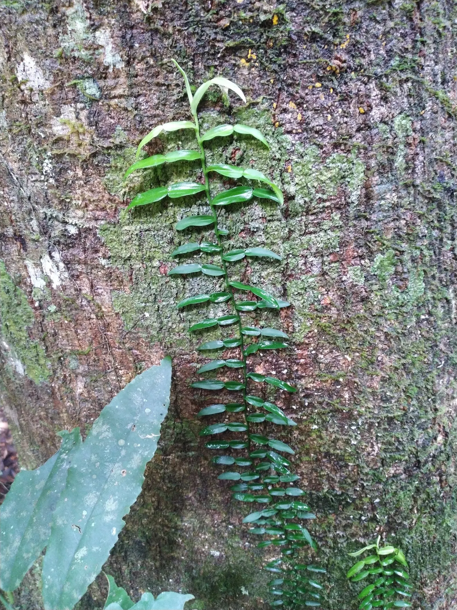 Pothos (Epipremnum Aureum) — with individual leaves reaching up to 4 to 8 inches in length; a perfect accent in hanging baskets or climbing on structures when