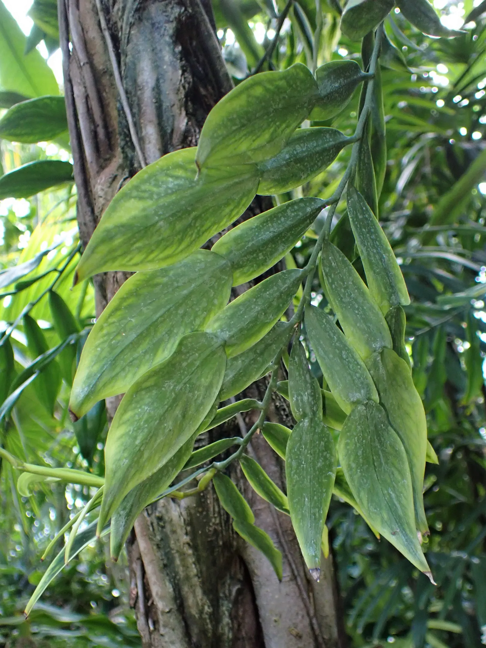Pothos (Epipremnum Aureum) — A perfect accent in hanging baskets or climbing on structures when provided support; regular pruning can help maintain, image 43