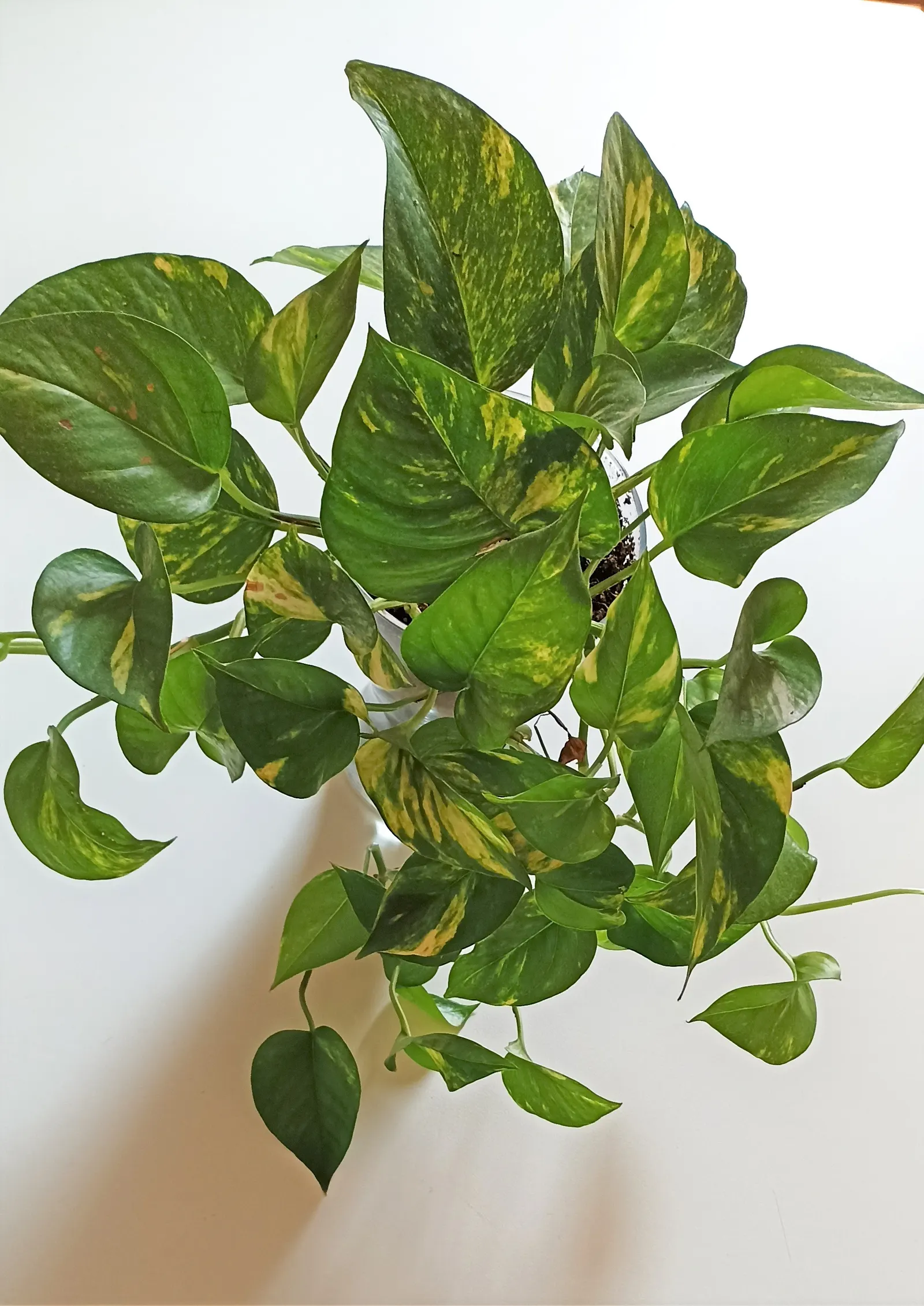 Pothos (Epipremnum Aureum) — Pothos can grow extensive vines; hanging baskets, specifically, allow the cascading vines to add dimension and depth, image 49