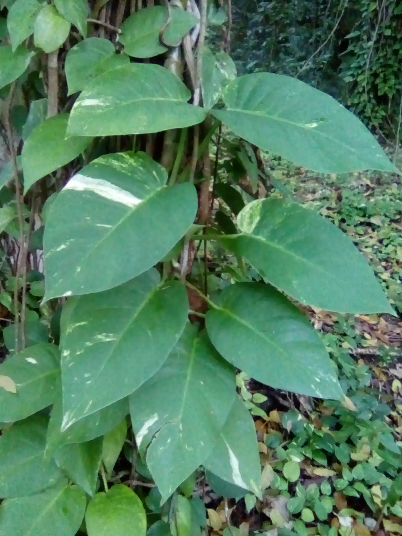 Pothos (Epipremnum Aureum) — This hardy species can grow vines over 10 feet long under ideal conditions, but can be pruned for tidiness; green, image 98