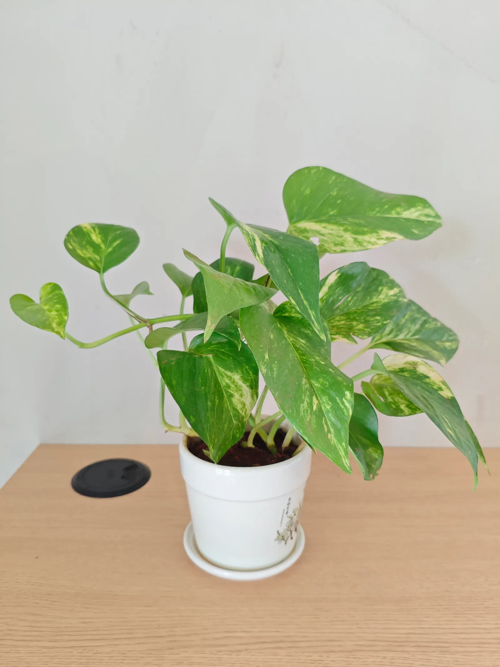 Pothos (Epipremnum Aureum) — Regular pruning can help maintain its size and encourage more bushy growth if desired; with individual leaves reaching up to 4 to