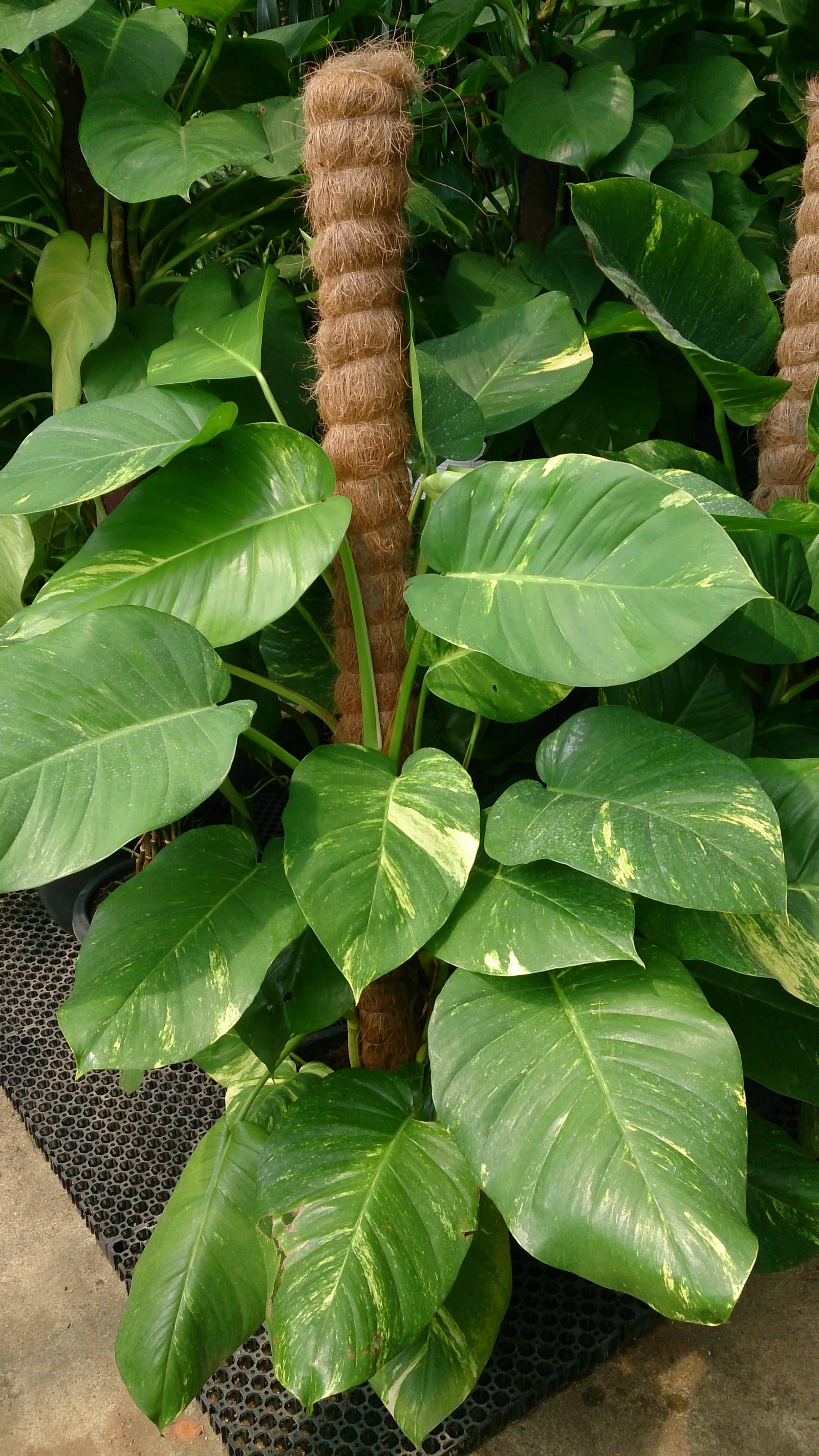 Pothos (Epipremnum Aureum) — green spaces for clients to enjoy; which makes it exceptionally accommodating in a variety of landscape designs, image 151