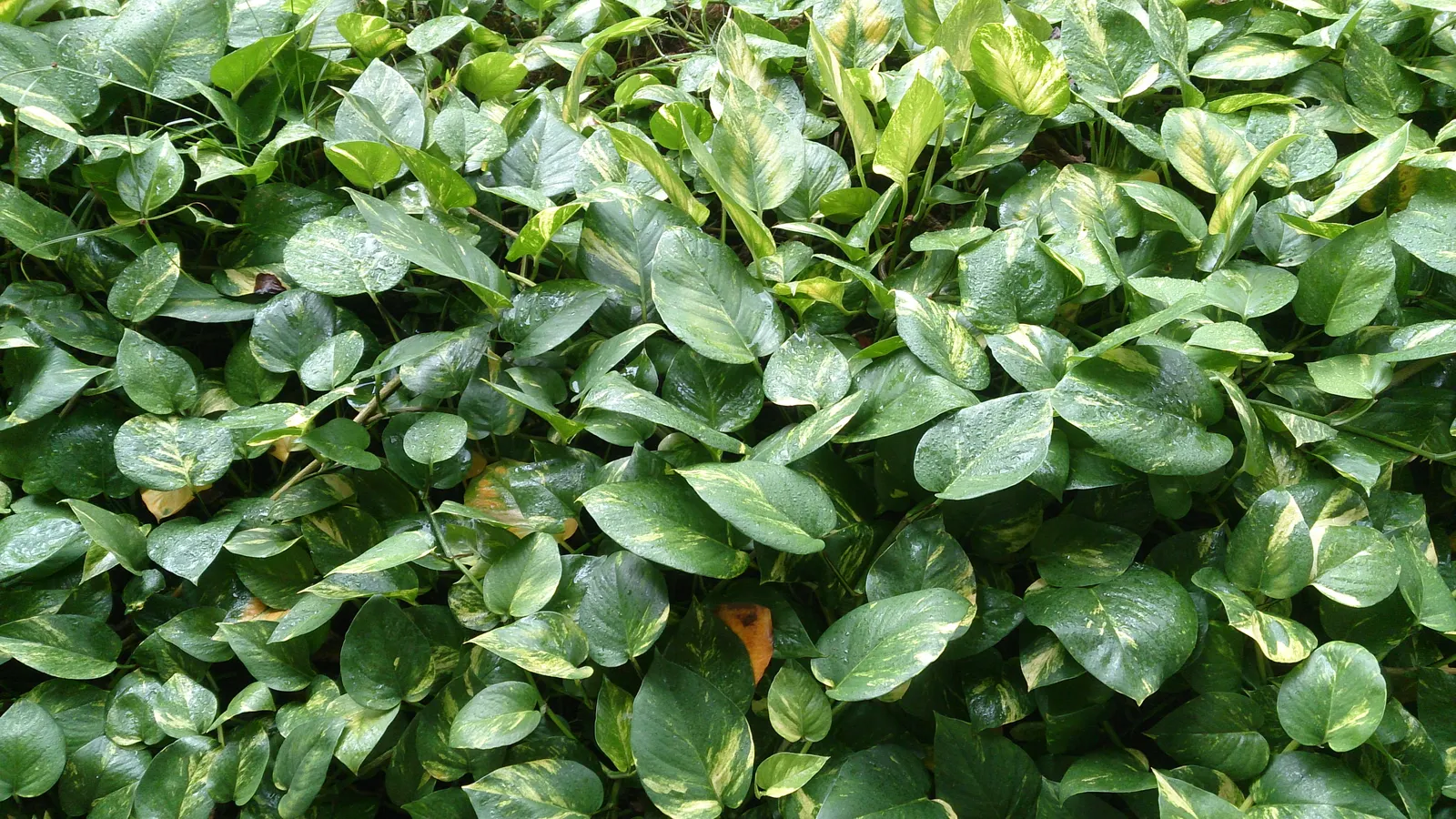 Pothos (Epipremnum Aureum) — heart-shaped leaves which often feature variegated patterns of yellow; as a ground cover in warm climates, image 160