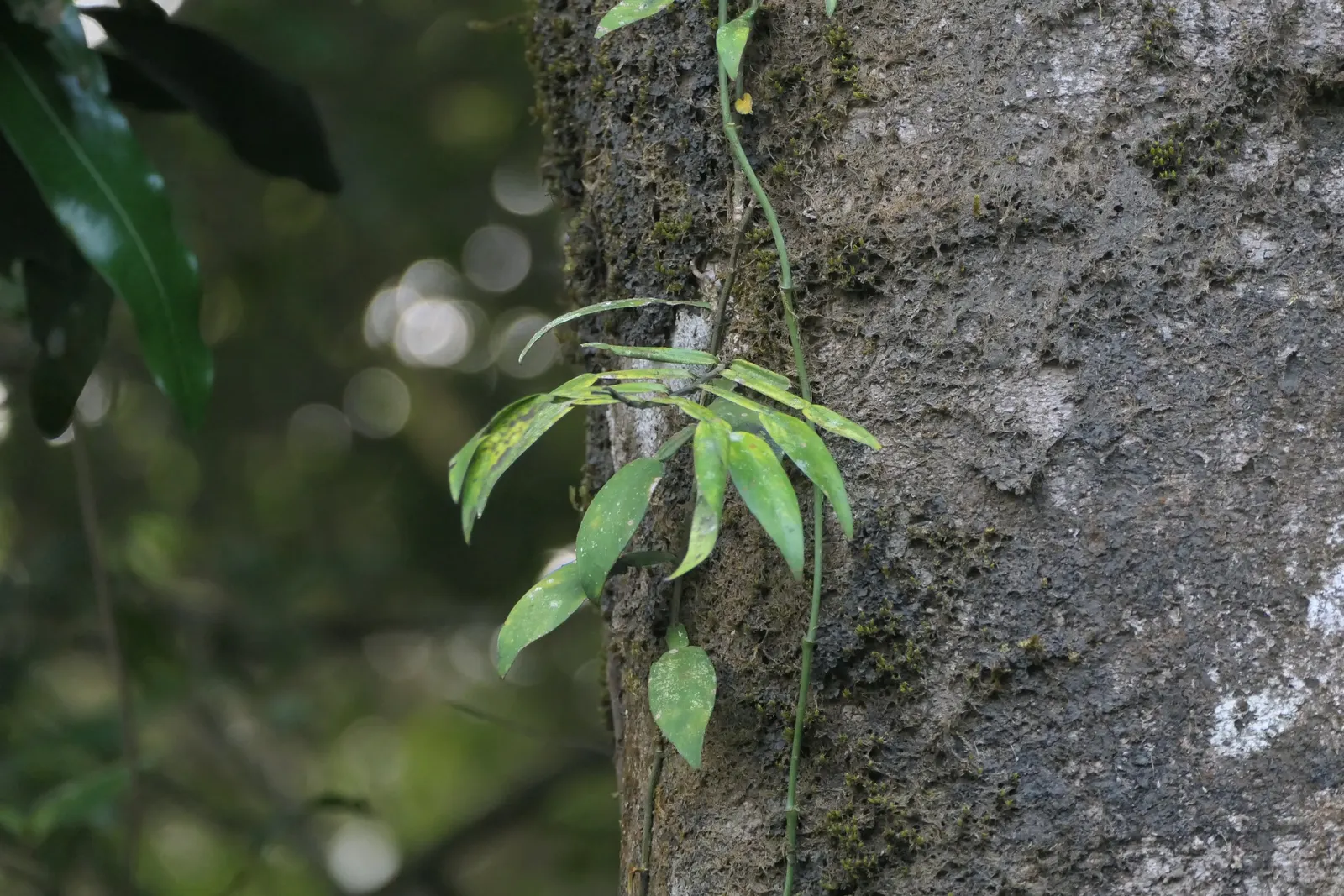 Pothos (Epipremnum Aureum) — heart-shaped leaves which often feature variegated patterns of yellow; as a ground cover in warm climates