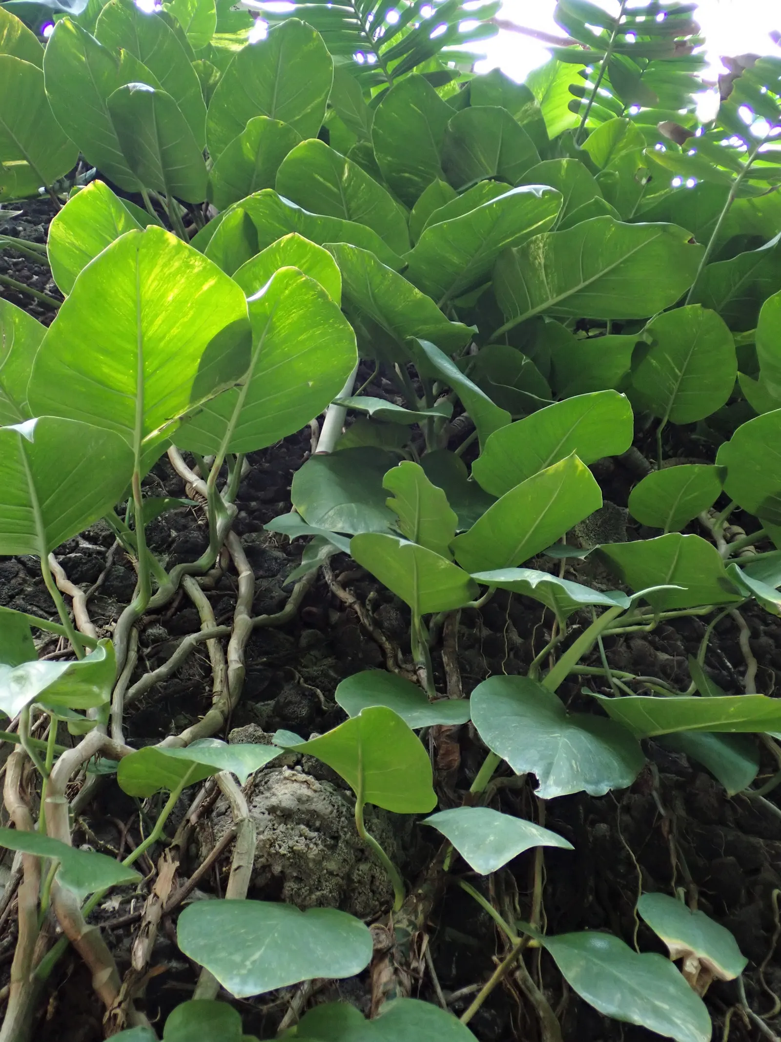 Pothos (Epipremnum Aureum) — It prefers well-draining soil and moderate watering, forgiving occasional neglect; commonly referred to as Pothos or, image 99