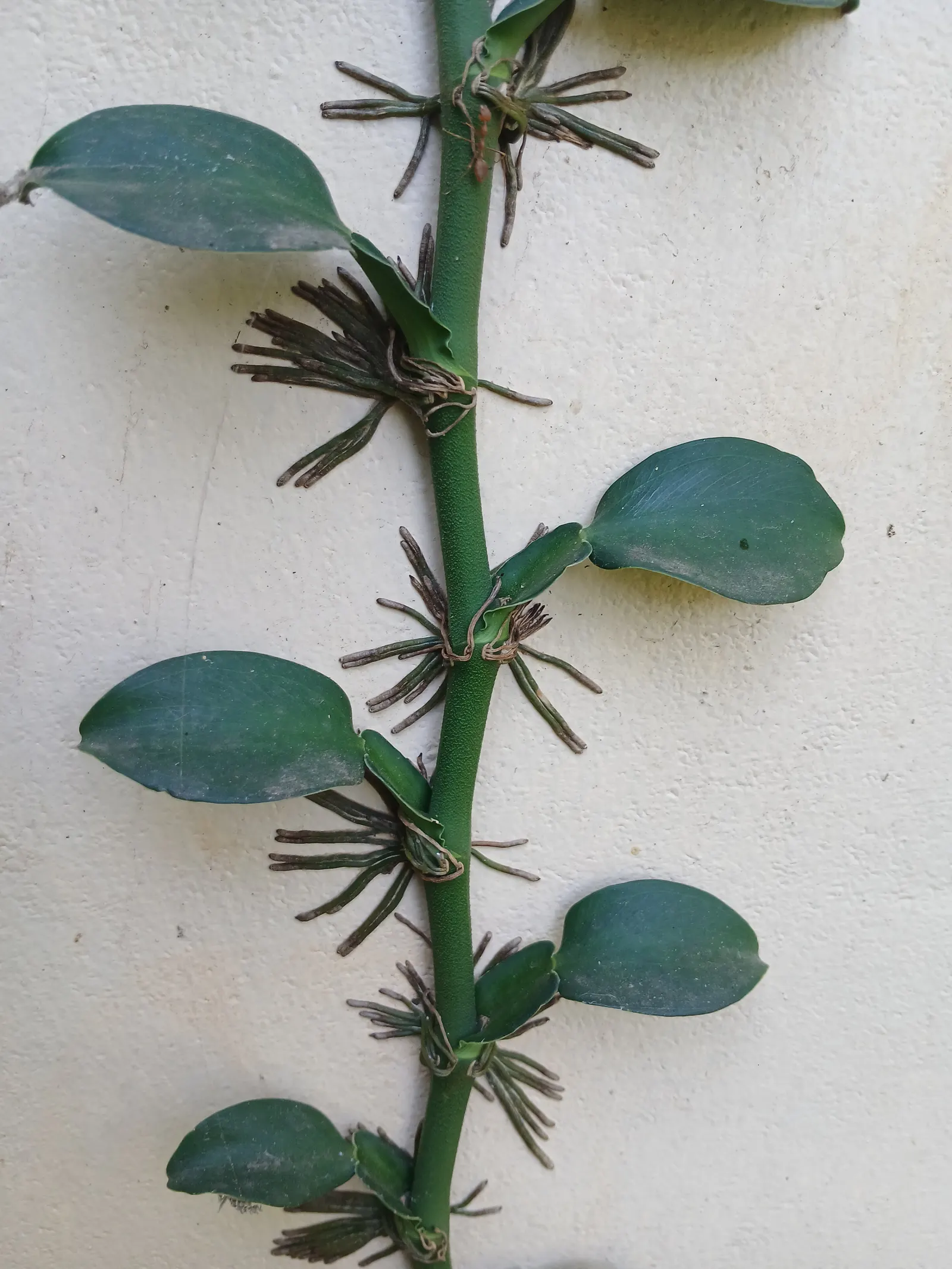 Pothos (Epipremnum Aureum) — heart-shaped leaves which often feature variegated patterns of yellow; as a ground cover in warm climates, image 46