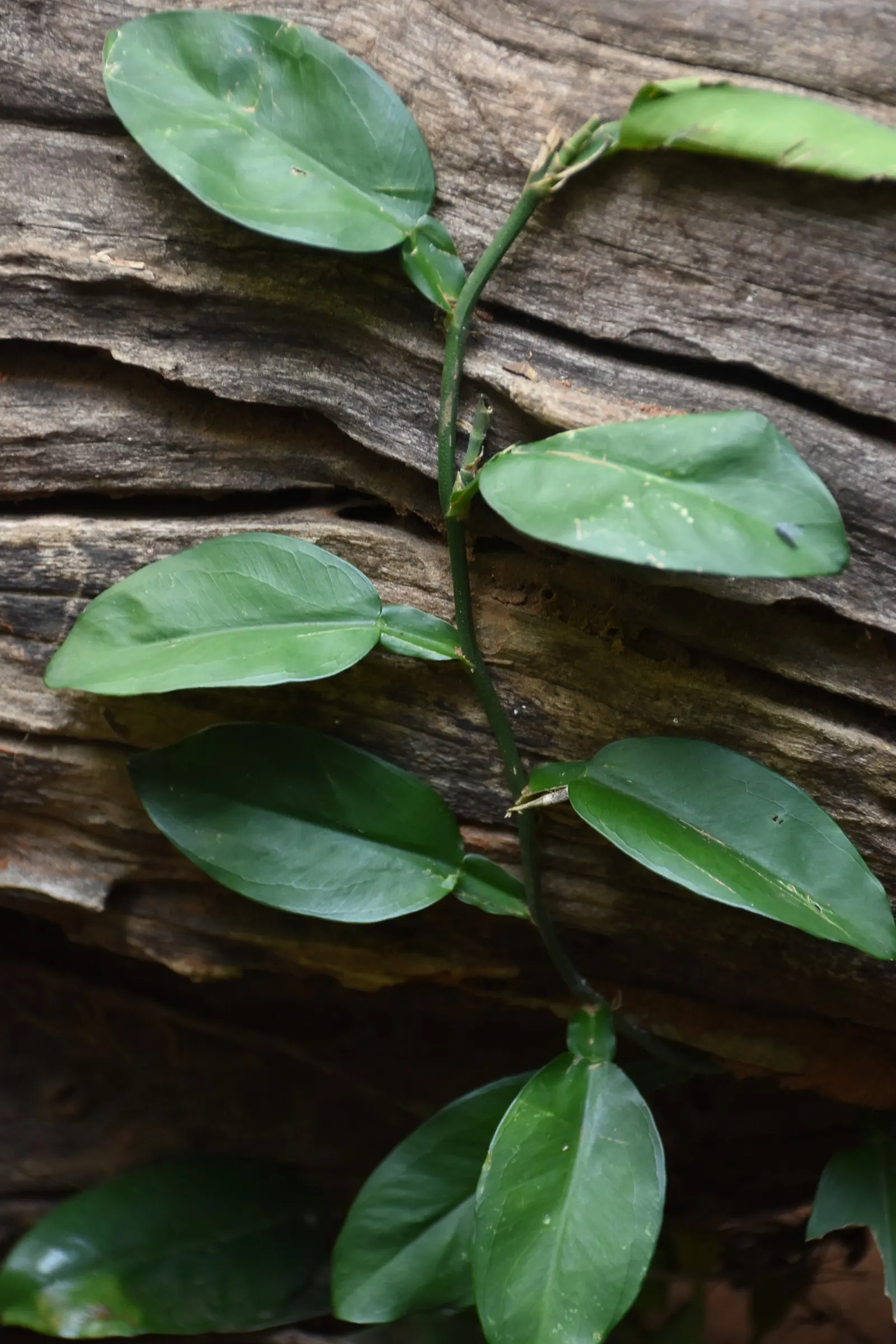 Pothos (Epipremnum Aureum) — which makes it exceptionally accommodating in a variety of landscape designs; this hardy species can grow vines over 10 feet long