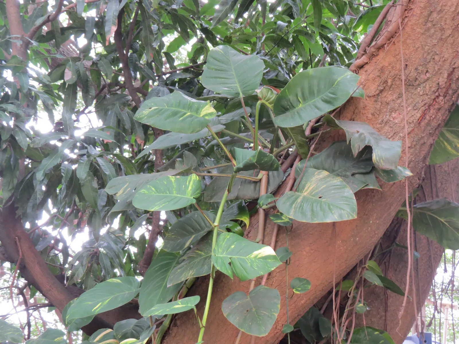 Pothos (Epipremnum Aureum) — commonly referred to as Pothos or Devil's Ivy; pothos (Epipremnum aureum), a versatile trailing evergreen, is a staple, image 139