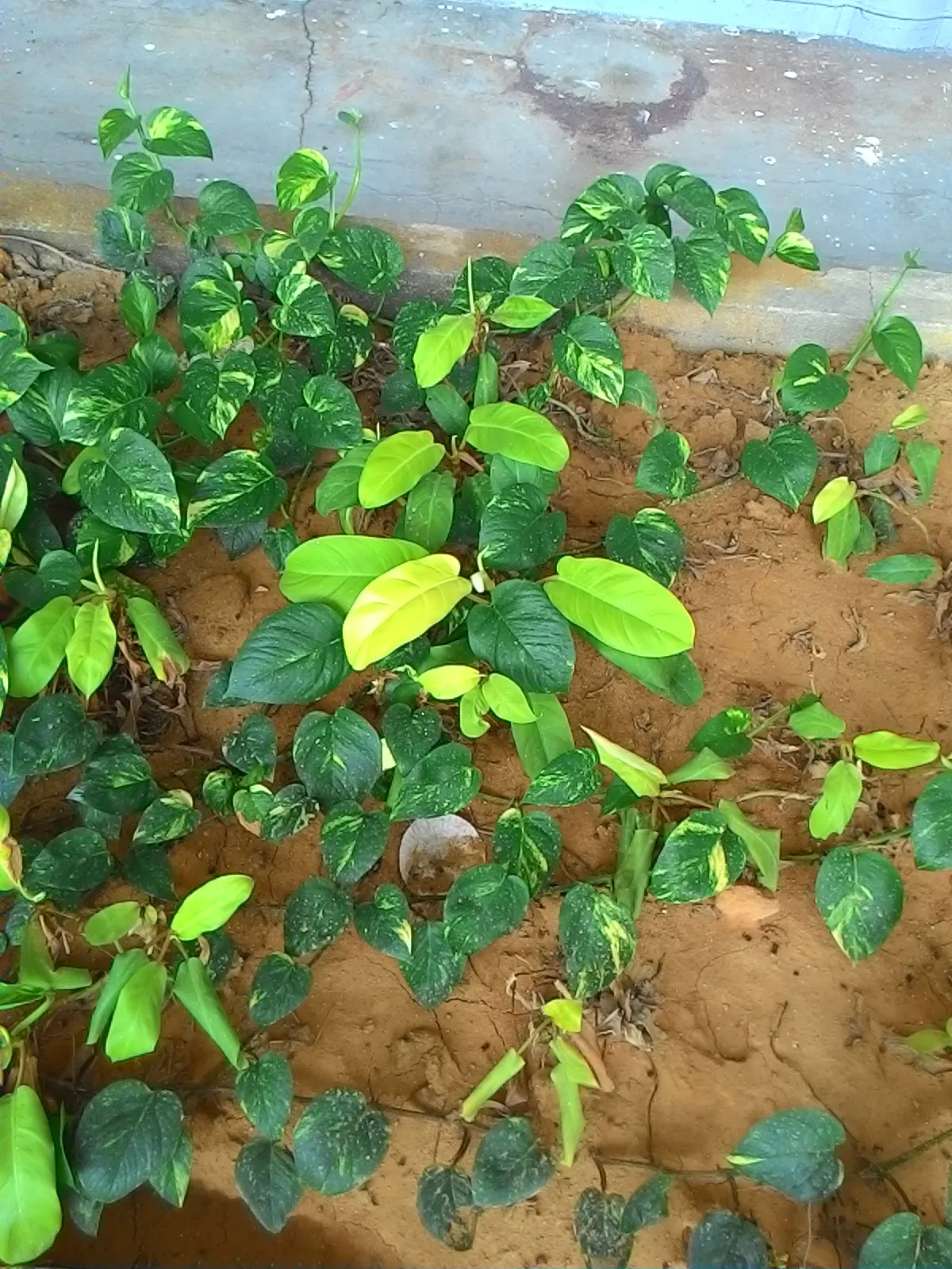Pothos (Epipremnum Aureum) — green spaces for clients to enjoy; which makes it exceptionally accommodating in a variety of landscape designs, image 132