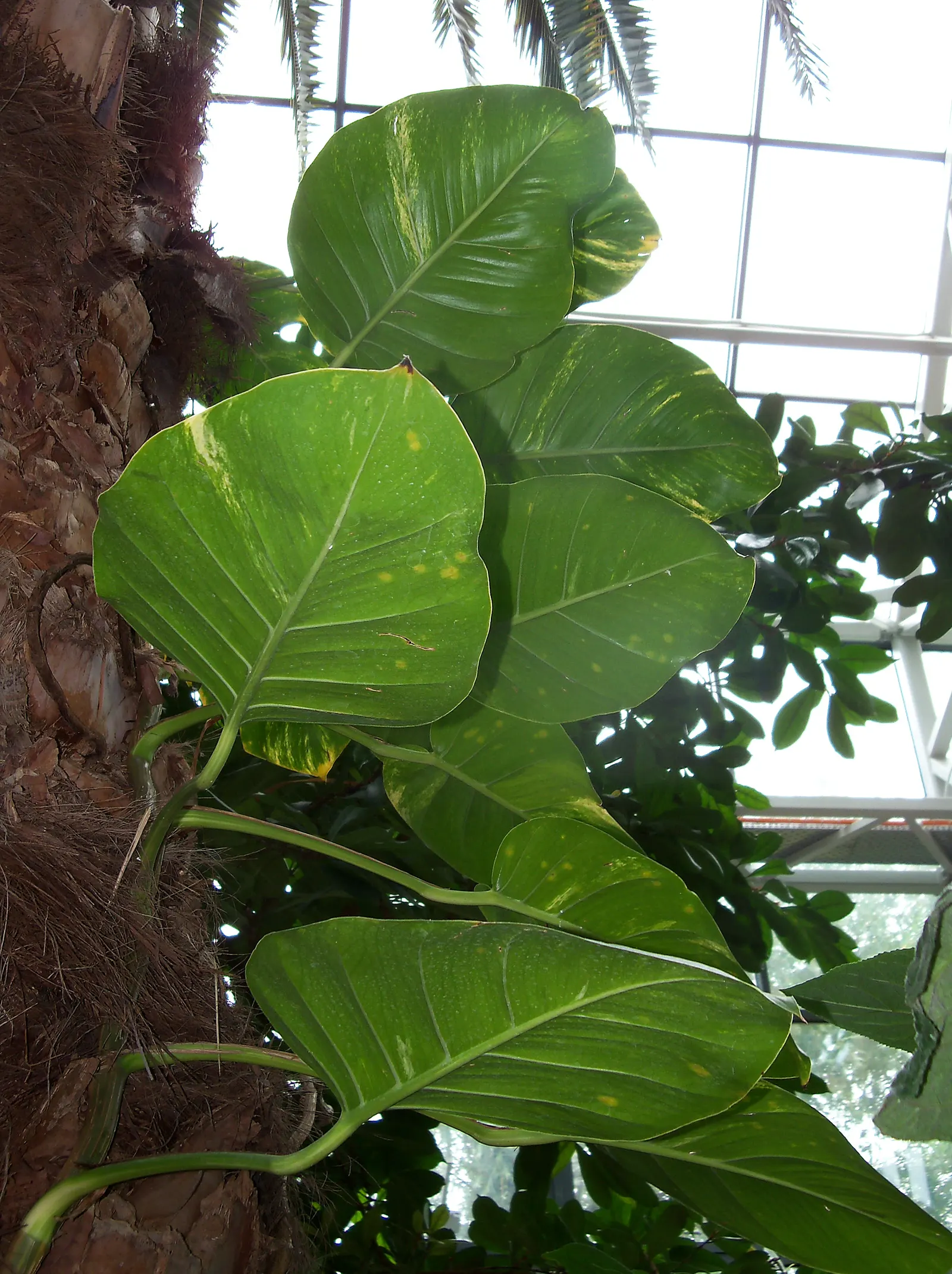 Pothos (Epipremnum Aureum) — With heart-shaped leaves marked by yellow or white variegation, it thrives in low-light; pothos can grow extensive, image 97