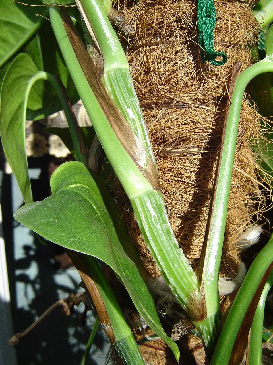 Pothos (Epipremnum Aureum) — Pothos (Epipremnum aureum), a versatile trailing evergreen, is a staple for indoor spaces; it prefers well-draining, image 153