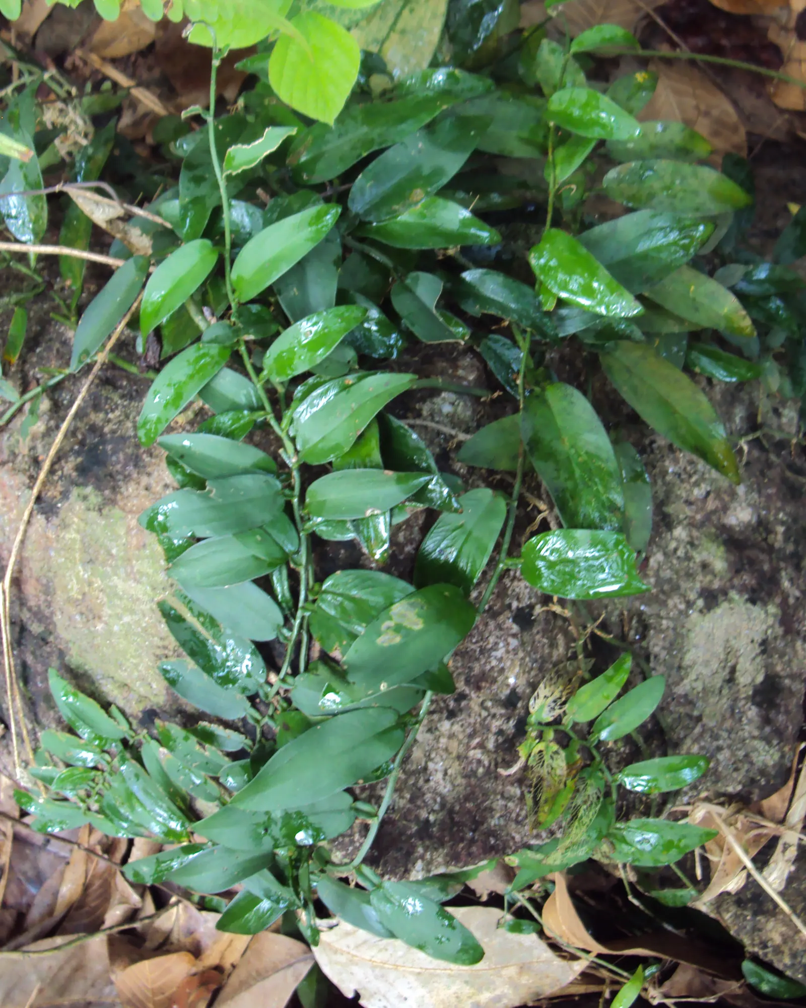 Pothos (Epipremnum Aureum) — perennial / vine for deep shade or half or shade; or trained along trellises and walls