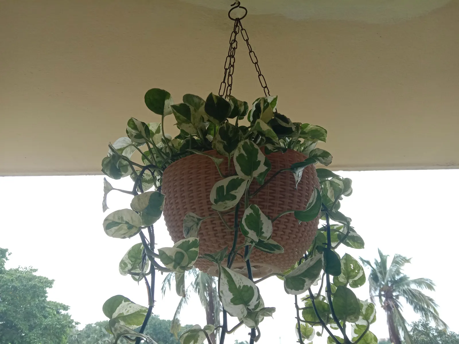 Pothos (Epipremnum Aureum) — Regular pruning can help maintain its size and encourage more bushy growth if desired; with individual leaves reaching, image 146