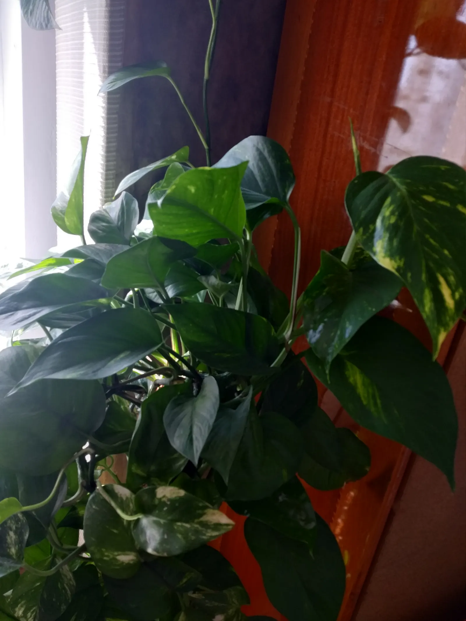 Pothos (Epipremnum Aureum) — Pothos (Epipremnum aureum), a versatile trailing evergreen, is a staple for indoor spaces; it prefers well-draining, image 96