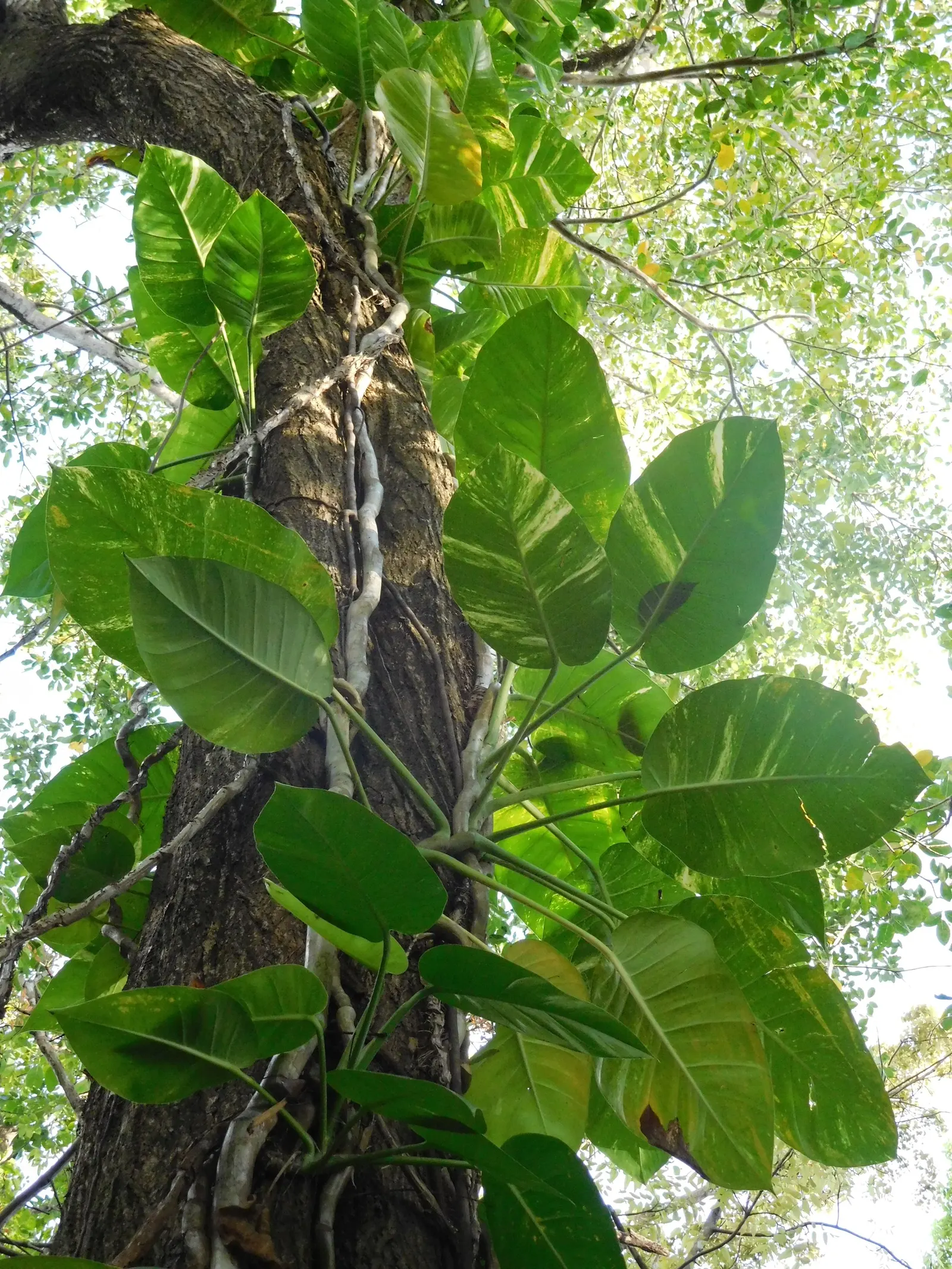 Pothos (Epipremnum Aureum) — green spaces for clients to enjoy; which makes it exceptionally accommodating in a variety of landscape designs, image 94
