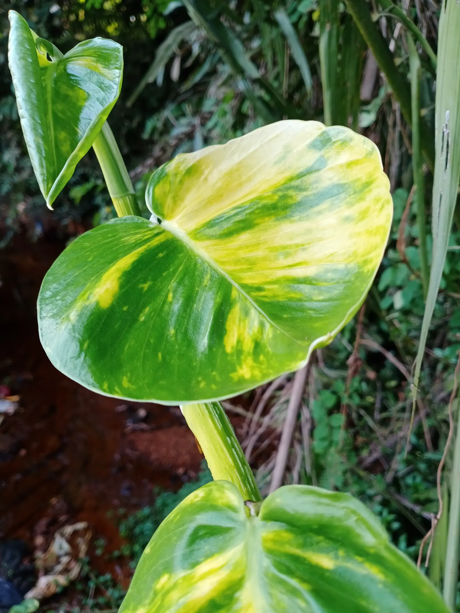 Pothos (Epipremnum Aureum) — This hardy species can grow vines over 10 feet long under ideal conditions, but can be pruned for tidiness; green, image 155
