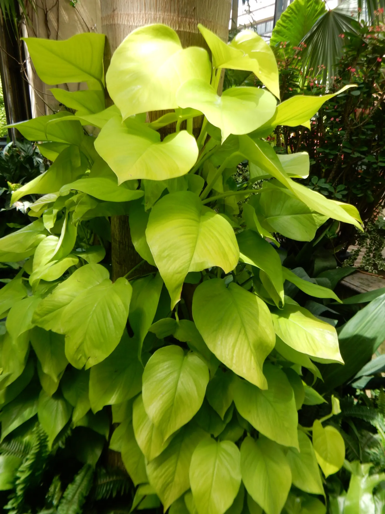 Pothos (Epipremnum Aureum) — Pothos (Epipremnum aureum), a versatile trailing evergreen, is a staple for indoor spaces