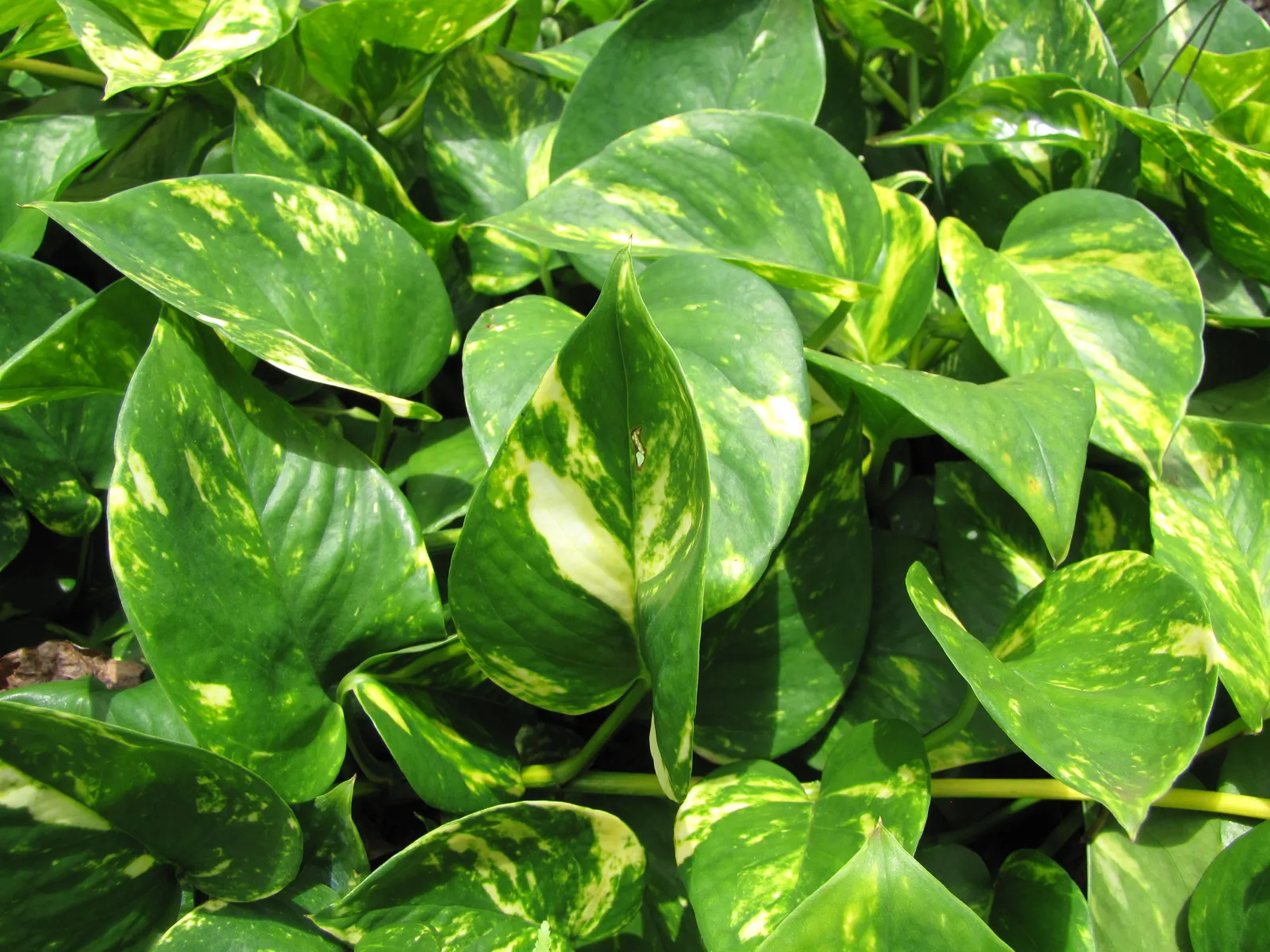 Pothos (Epipremnum Aureum) — as a ground cover in warm climates; is a versatile and hardy evergreen vine renowned for its attractive, image 53