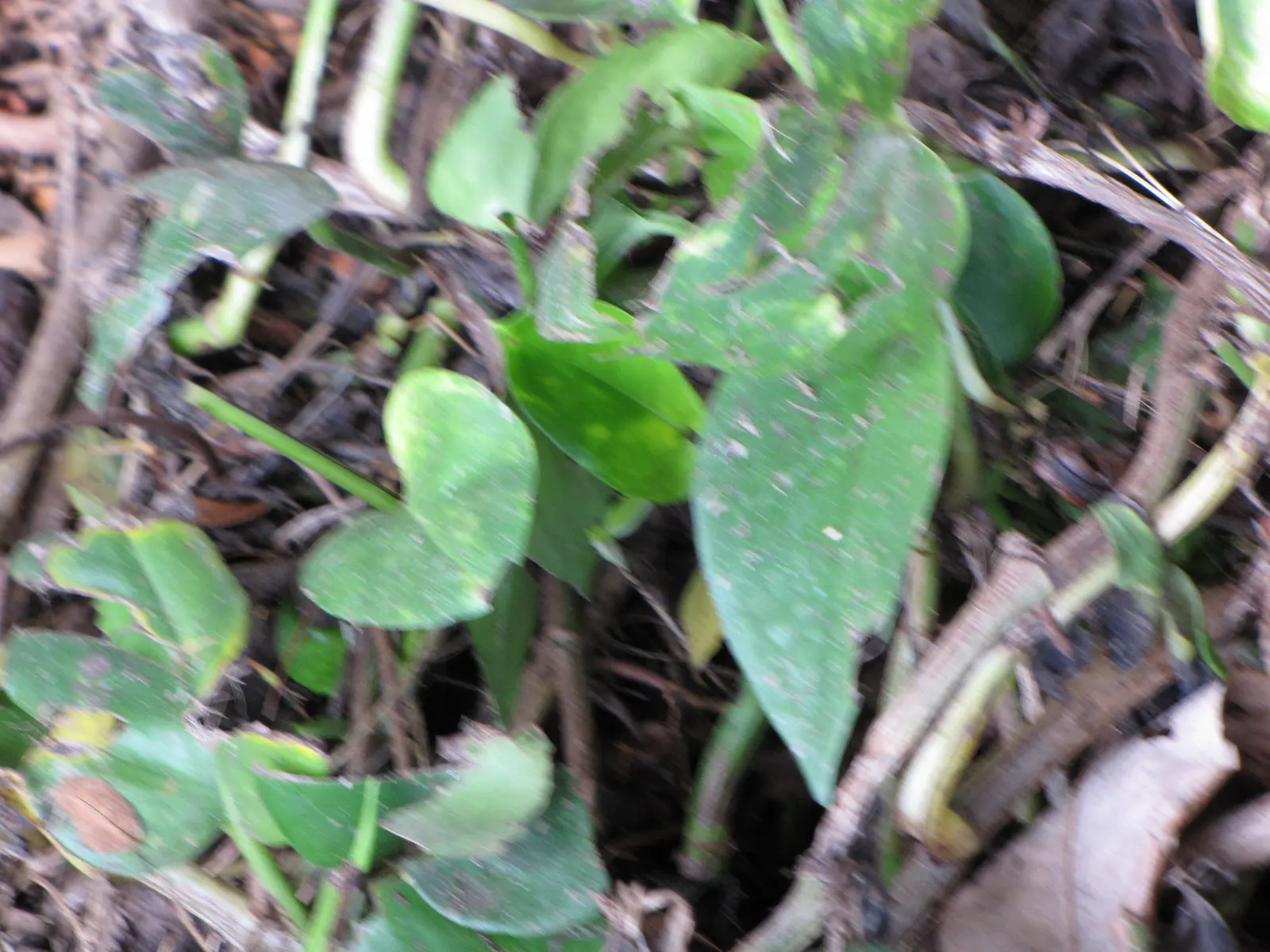 Pothos (Epipremnum Aureum) — or trained along trellises and walls; the Pothos can be utilized in hanging baskets, image 54