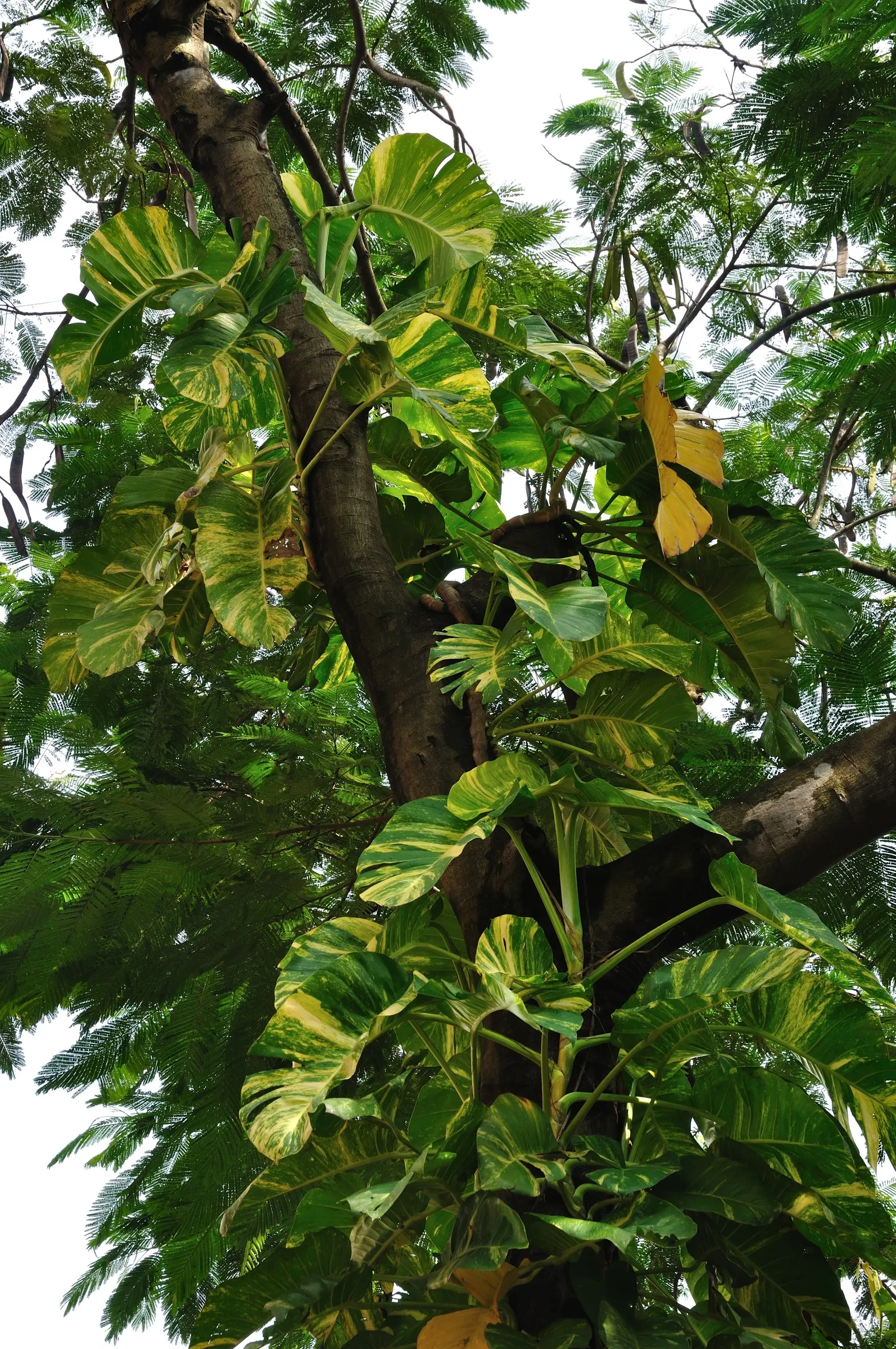 Pothos (Epipremnum Aureum) — This hardy species can grow vines over 10 feet long under ideal conditions, but can be pruned for tidiness; green, image 117