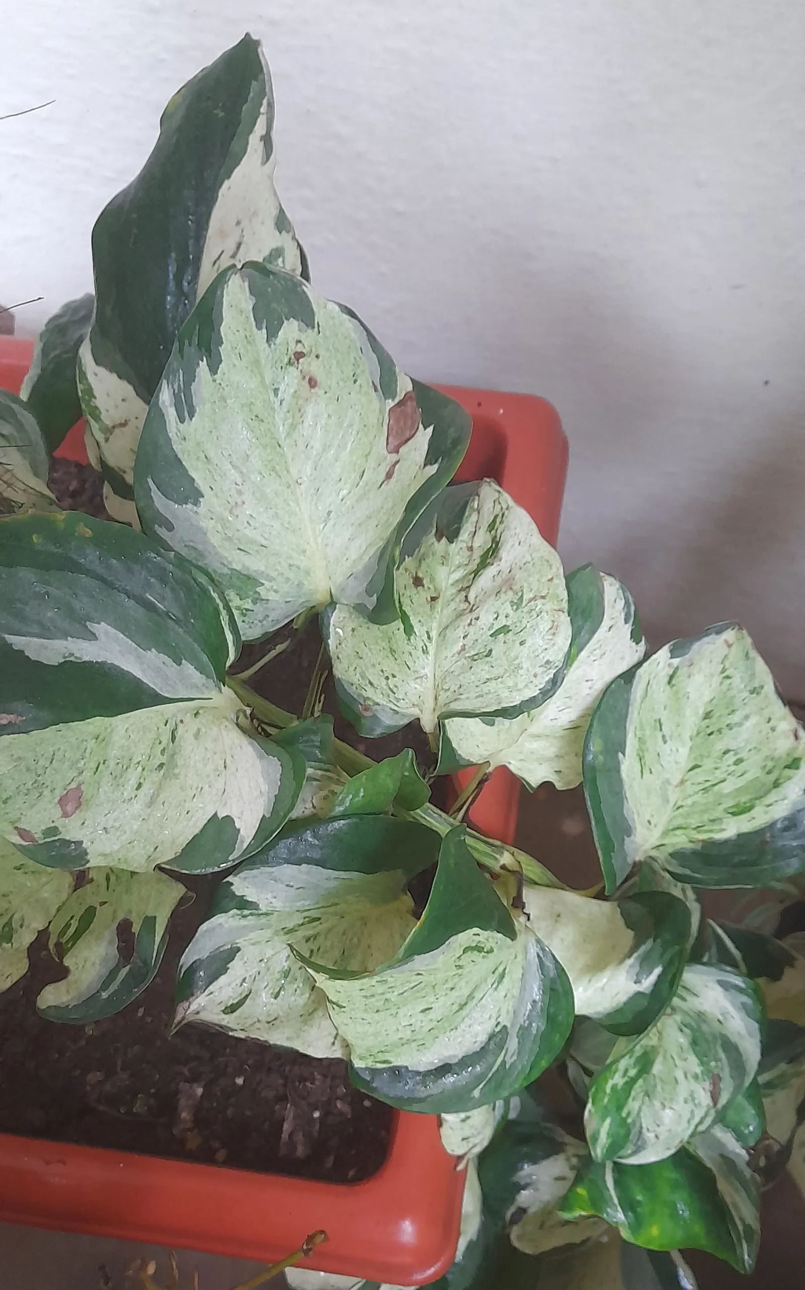 Pothos (Epipremnum Aureum) — Pothos (Epipremnum aureum), a versatile trailing evergreen, is a staple for indoor spaces; it prefers well-draining, image 58