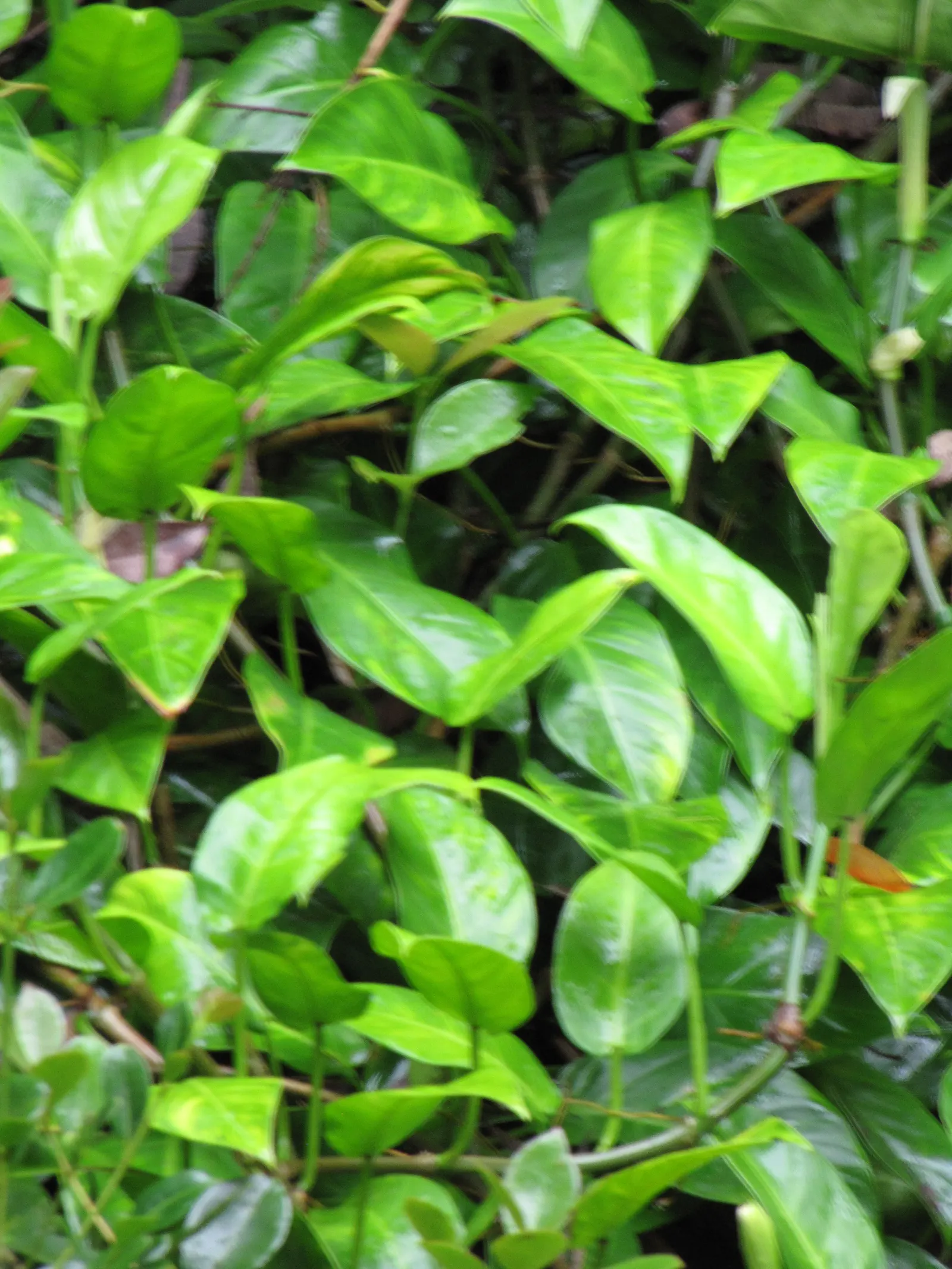Pothos (Epipremnum Aureum) — with individual leaves reaching up to 4 to 8 inches in length; a perfect accent in hanging baskets or climbing on, image 50