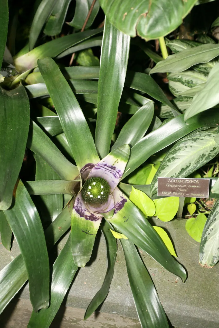 Pothos (Epipremnum Aureum) — A perfect accent in hanging baskets or climbing on structures when provided support; regular pruning can help maintain, image 62
