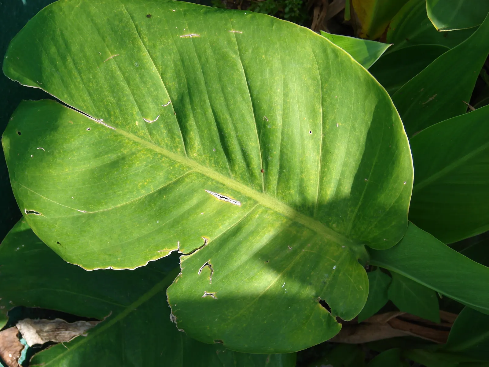 Pothos (Epipremnum Aureum) — It prefers well-draining soil and moderate watering, forgiving occasional neglect; commonly referred to as Pothos or, image 118
