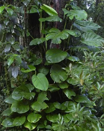 Pothos (Epipremnum Aureum) — With heart-shaped leaves marked by yellow or white variegation, it thrives in low-light; pothos can grow extensive, image 116