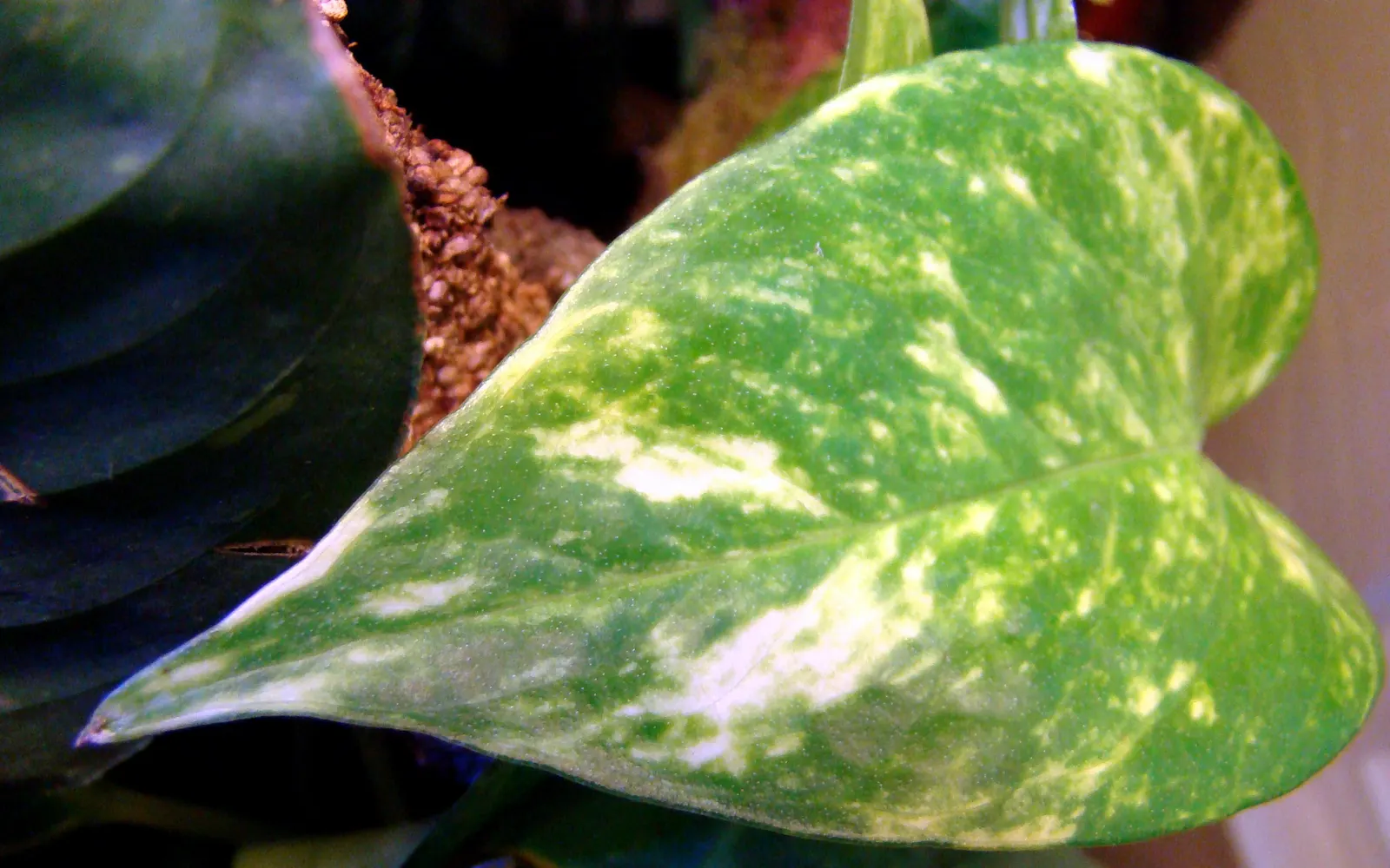 Pothos (Epipremnum Aureum) — or trained along trellises and walls; the Pothos can be utilized in hanging baskets, image 92