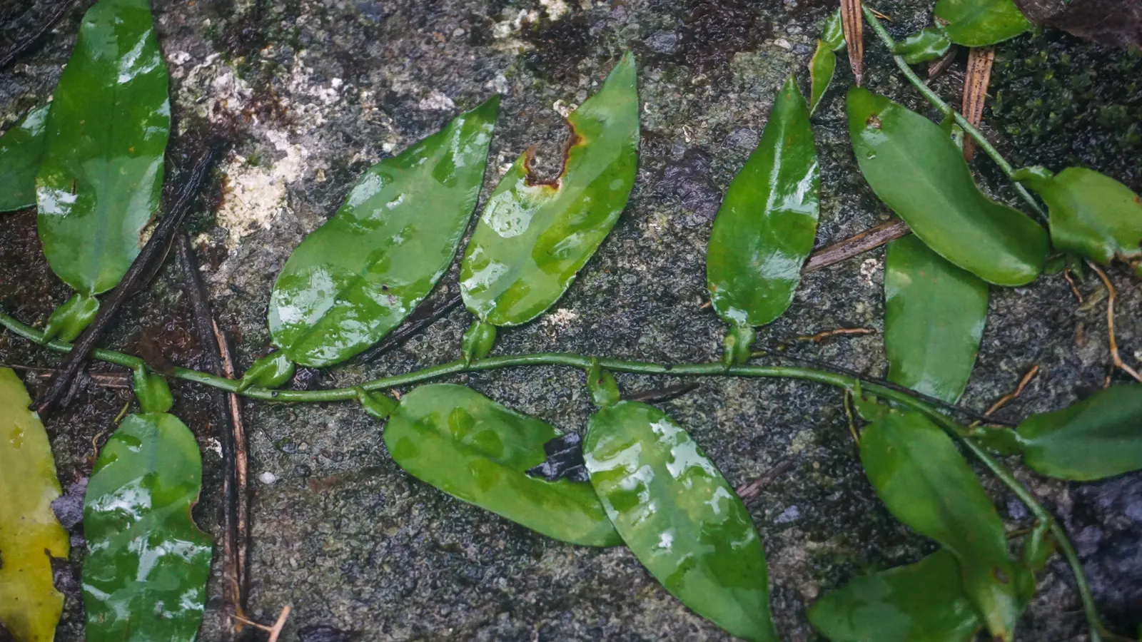 Pothos (Epipremnum Aureum) — commonly referred to as Pothos or Devil's Ivy; pothos (Epipremnum aureum), a versatile trailing evergreen, is a staple, image 63