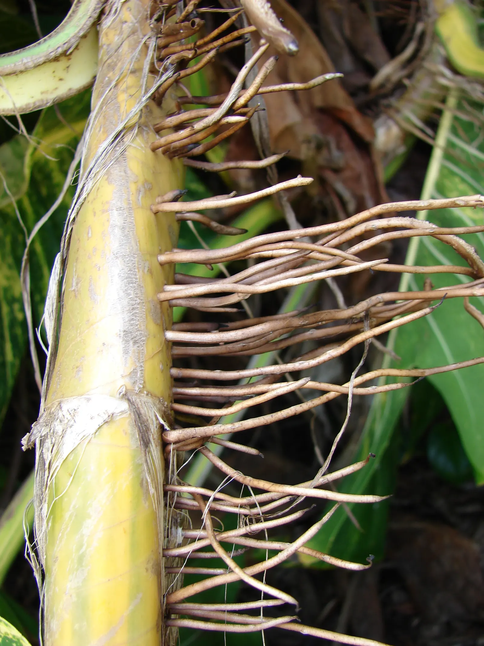 Pothos (Epipremnum Aureum) — the Pothos can be utilized in hanging baskets; perennial / vine for deep shade or half or shade, image 109