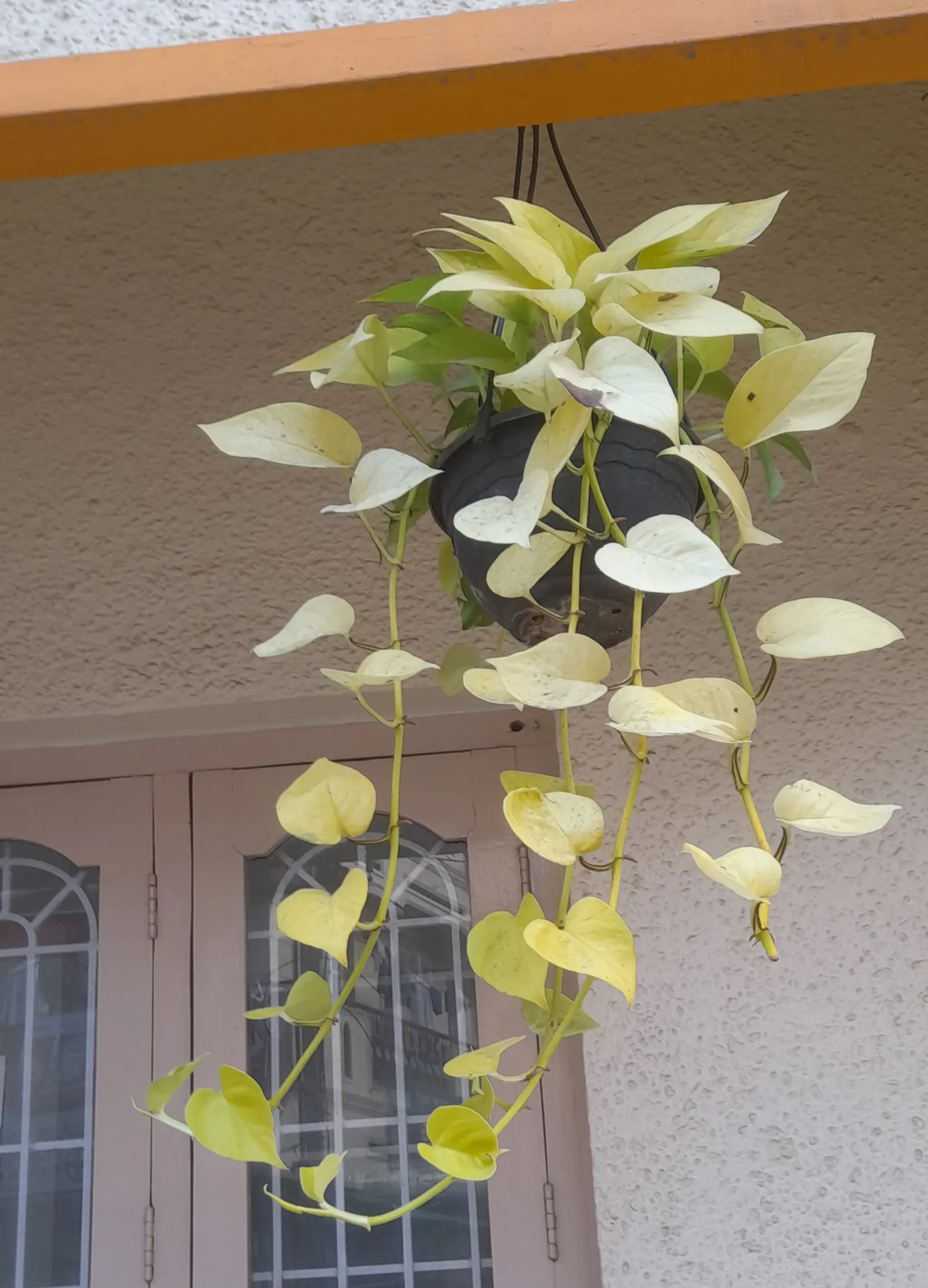 Pothos (Epipremnum Aureum) — It prefers well-draining soil and moderate watering, forgiving occasional neglect; commonly referred to as Pothos or, image 61